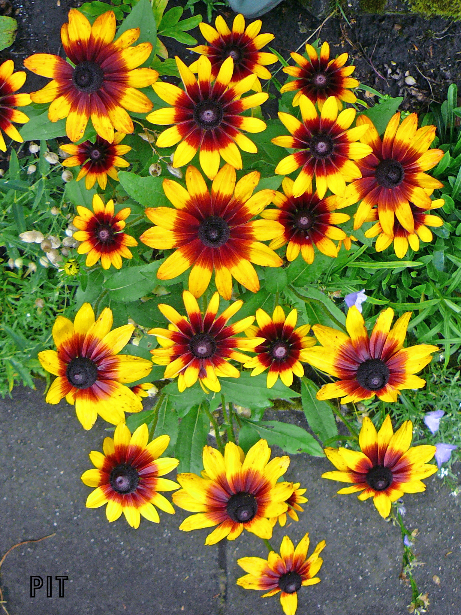 07 11 Sonnenhut, Rudbeckie