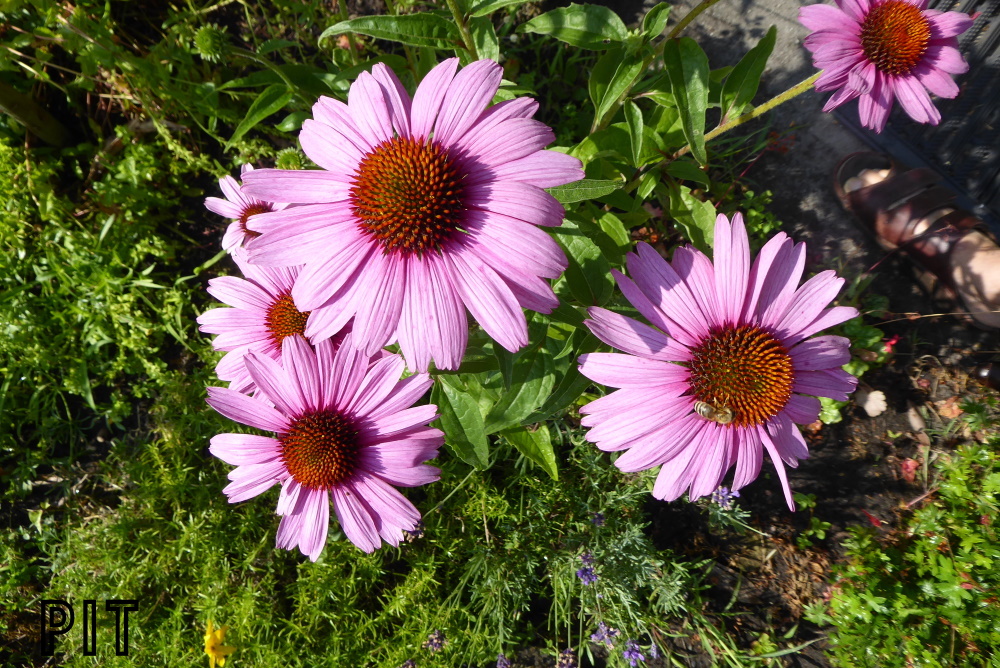 07 16 Sonnenhut, Echinacea rot