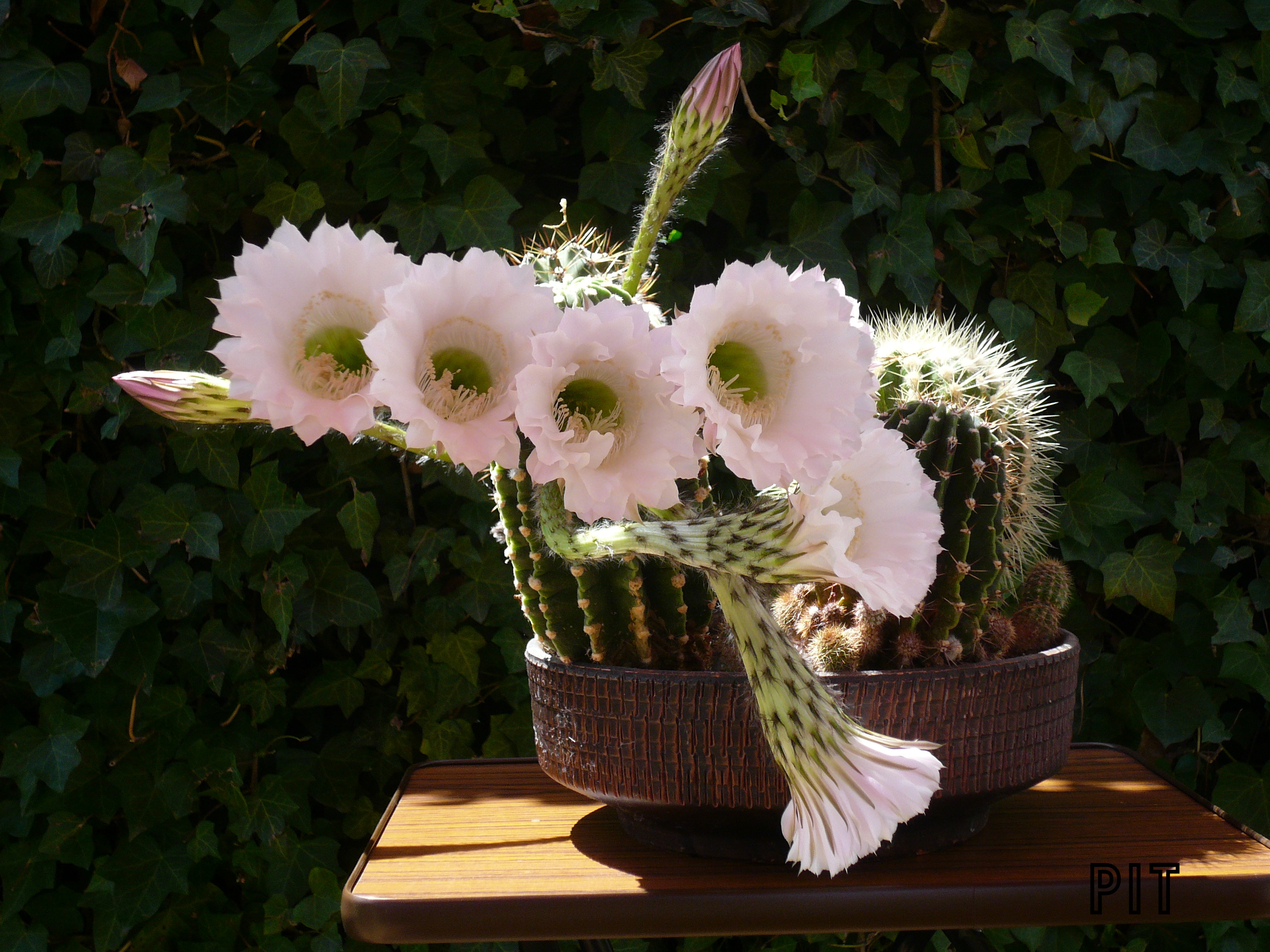 07 19 Echinopsis Hybride blühend