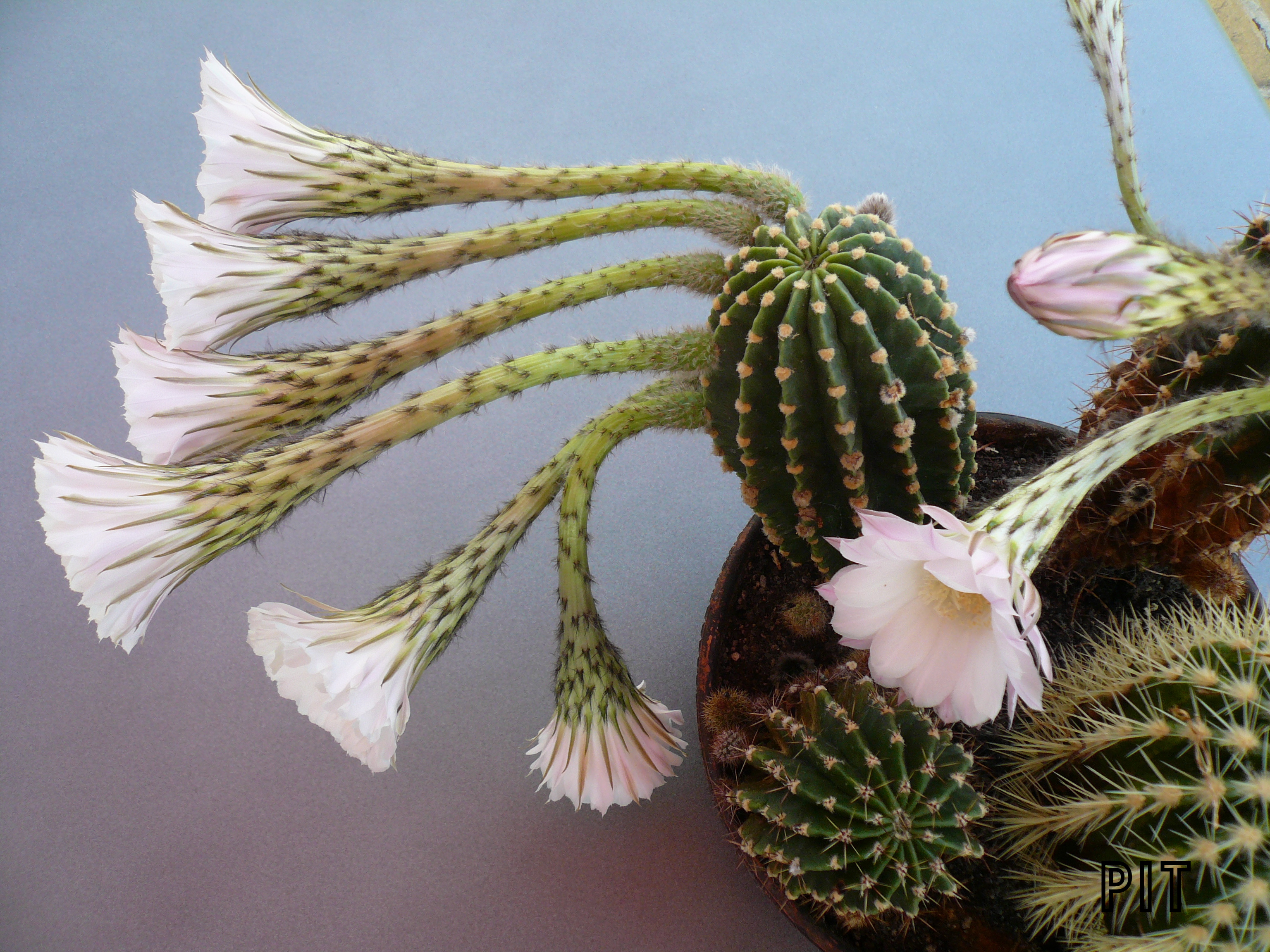 07 19 Echinopsis Hybride blühend