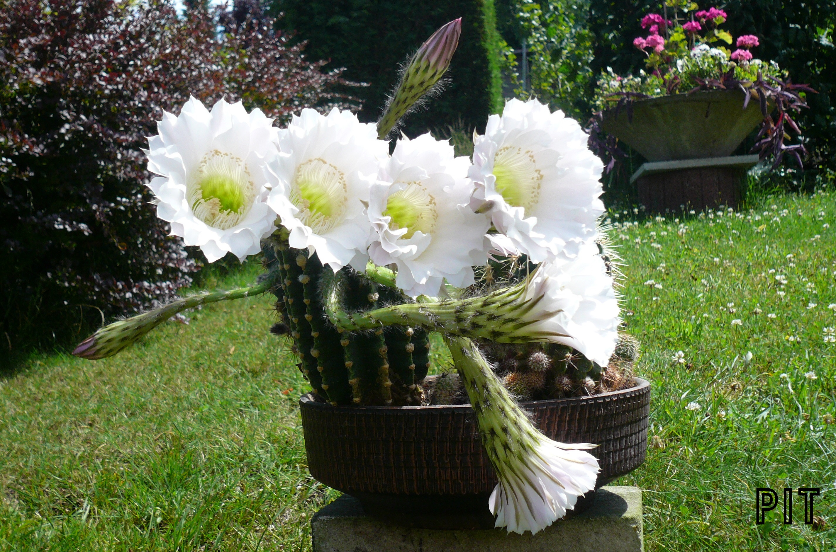 07 19 Echinopsis Hybride blühend