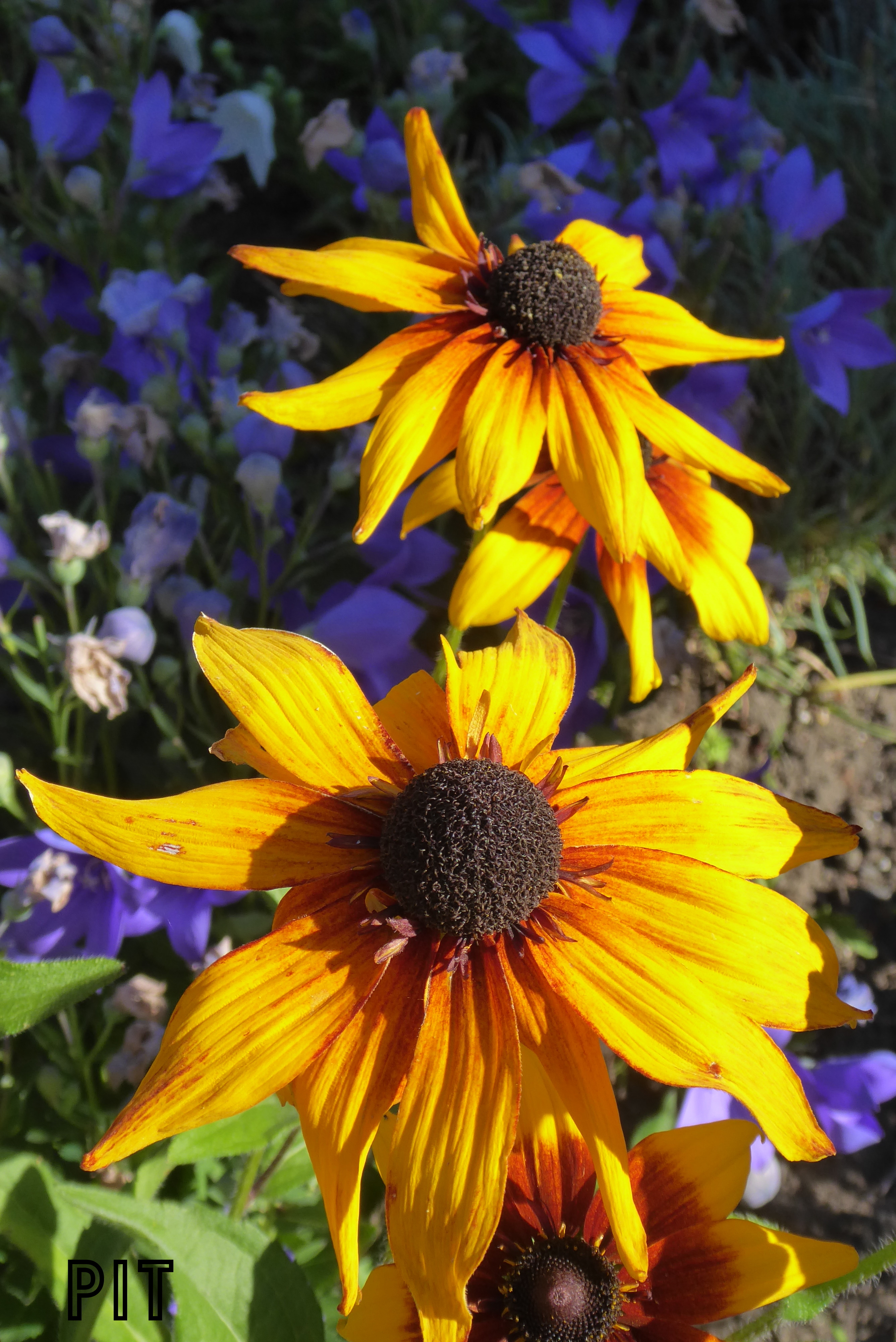 07 21 Sonnenhut Rudbeckie