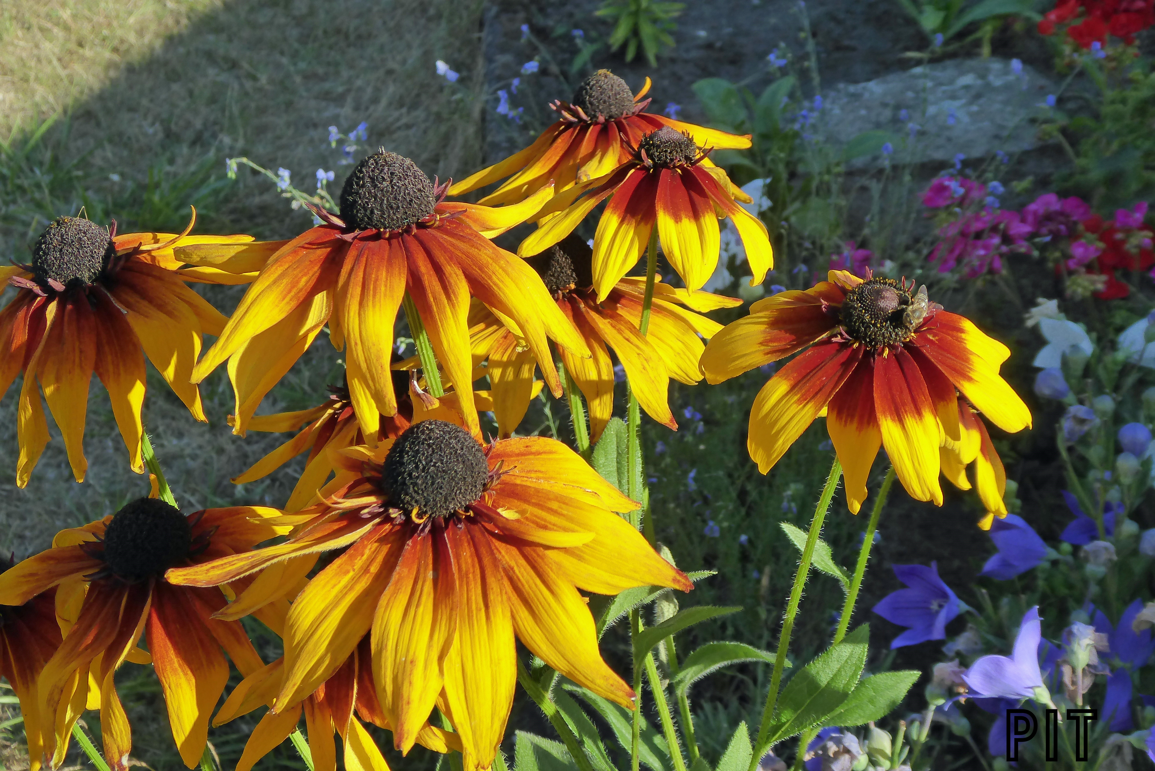 07 21 Sonnenhut Rudbeckie