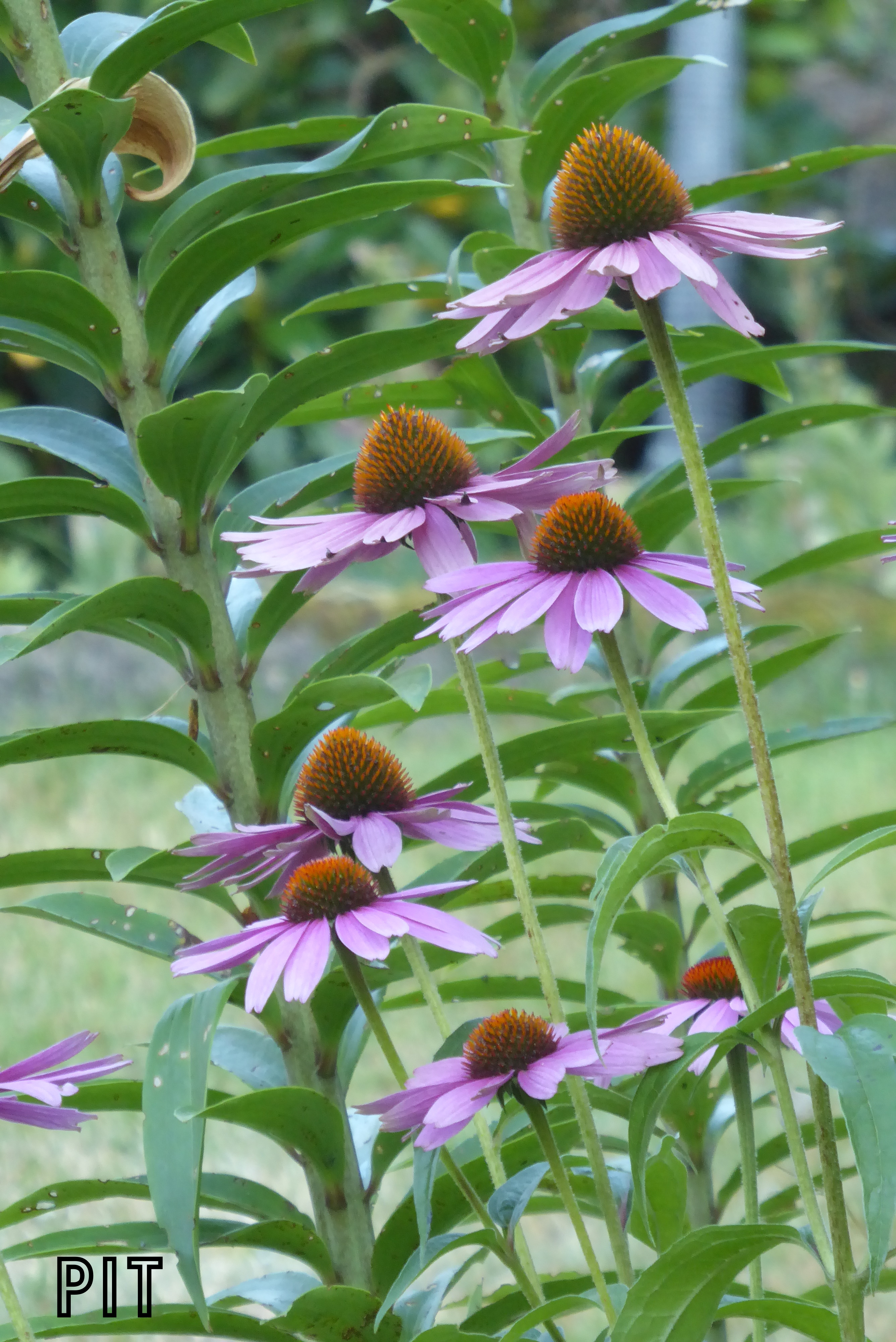 07 24 Sonnehut Echinacea