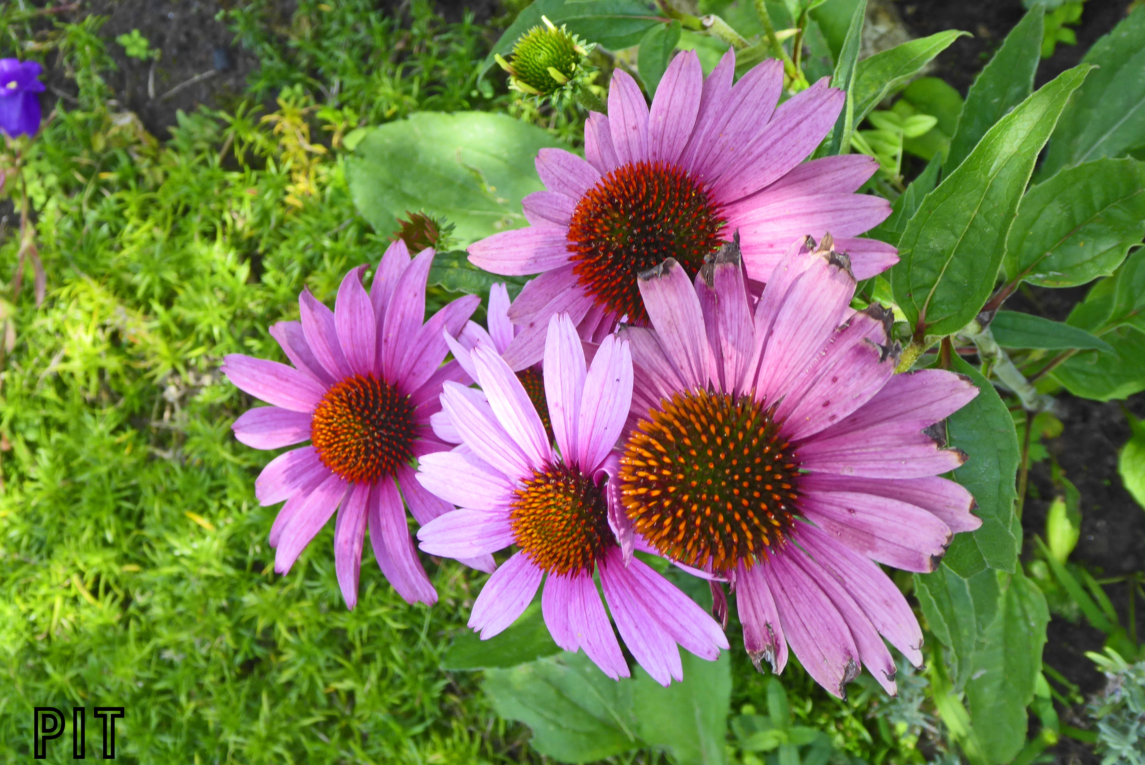 07 29 Echinacea rot