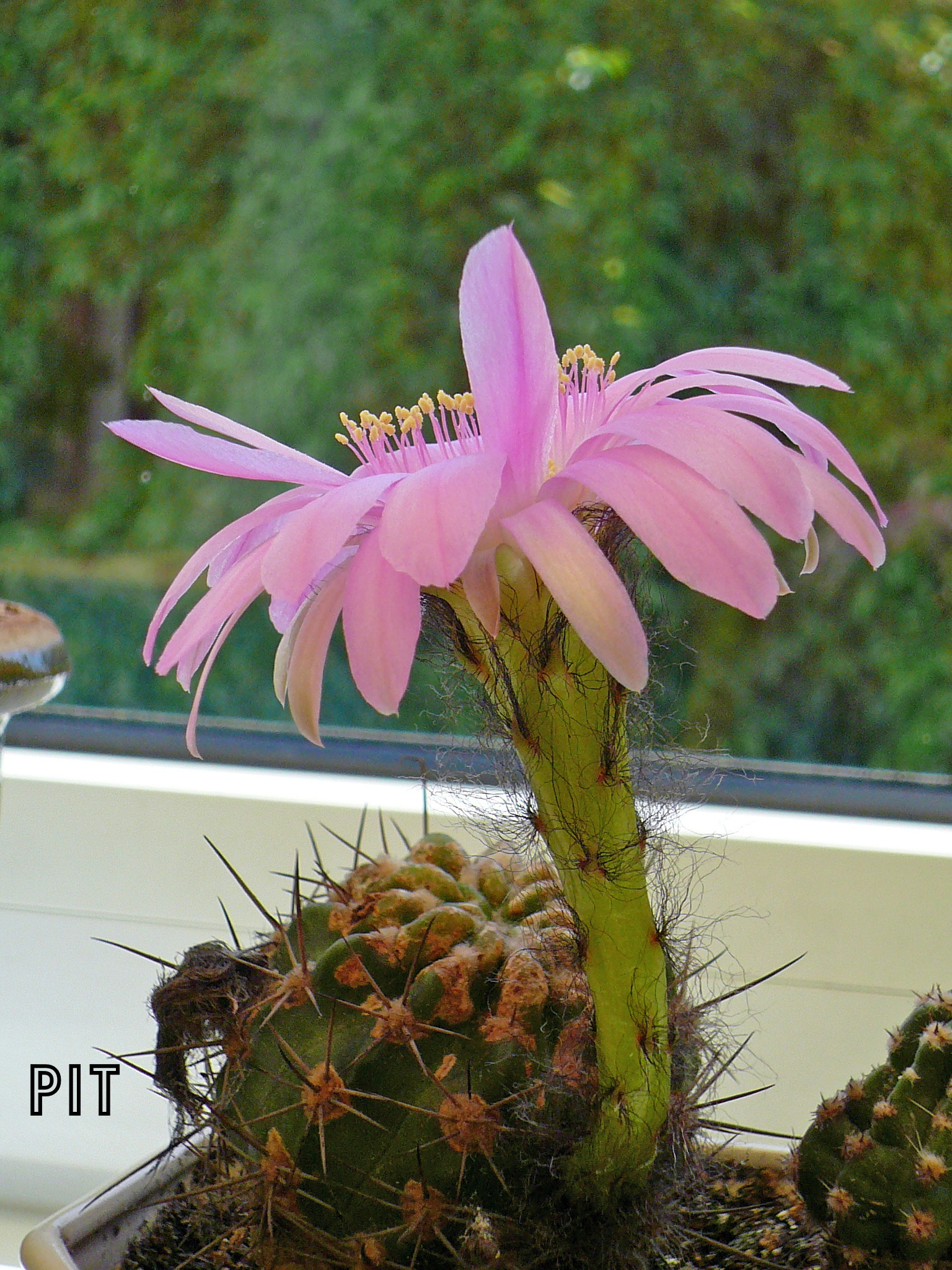 2 Echinopsisblüte 2009.JPG