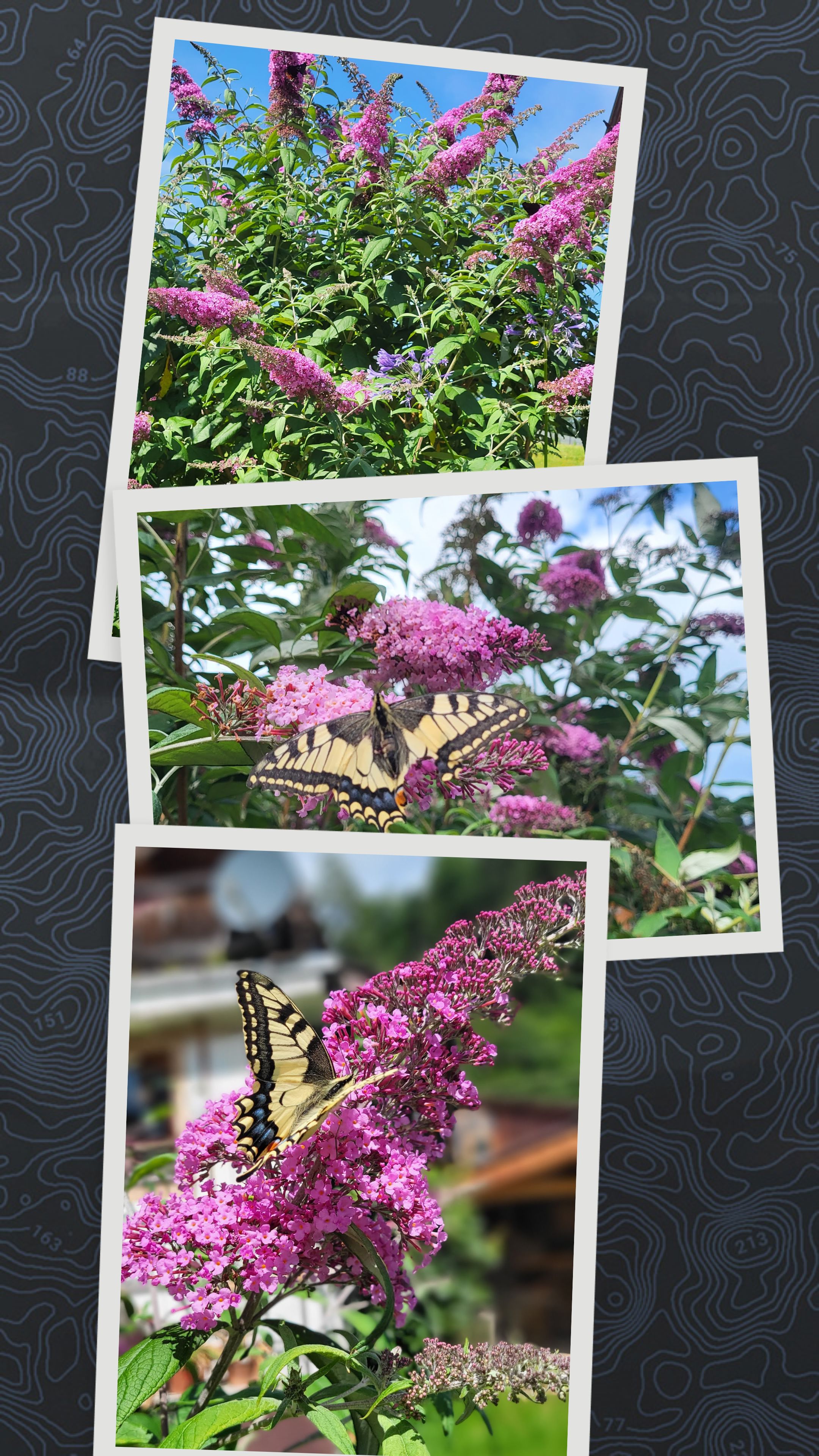 20220720_101431-COLLAGE.jpg