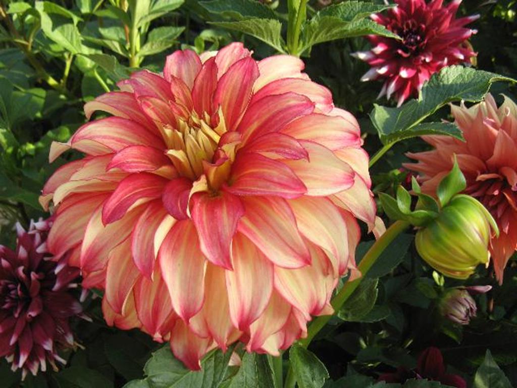 45#1470Lady Darlene.jpg