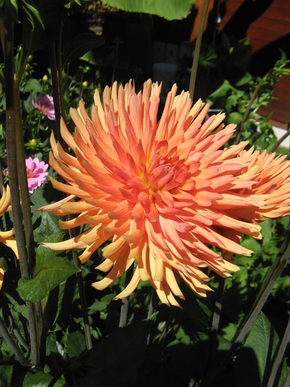 55#252 Herbstgold.jpg