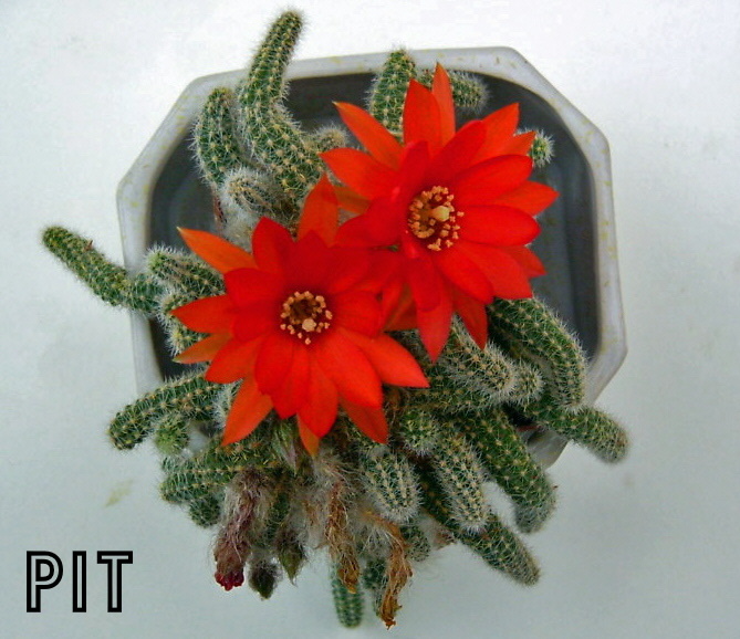 7) blühender Chamaecereus 2006.jpg