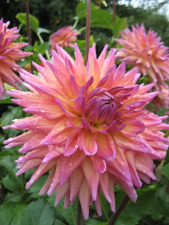 70#LiNo 852 Dogla.jpg