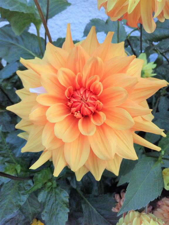 73Hapet Signal Orange#4154.jpg