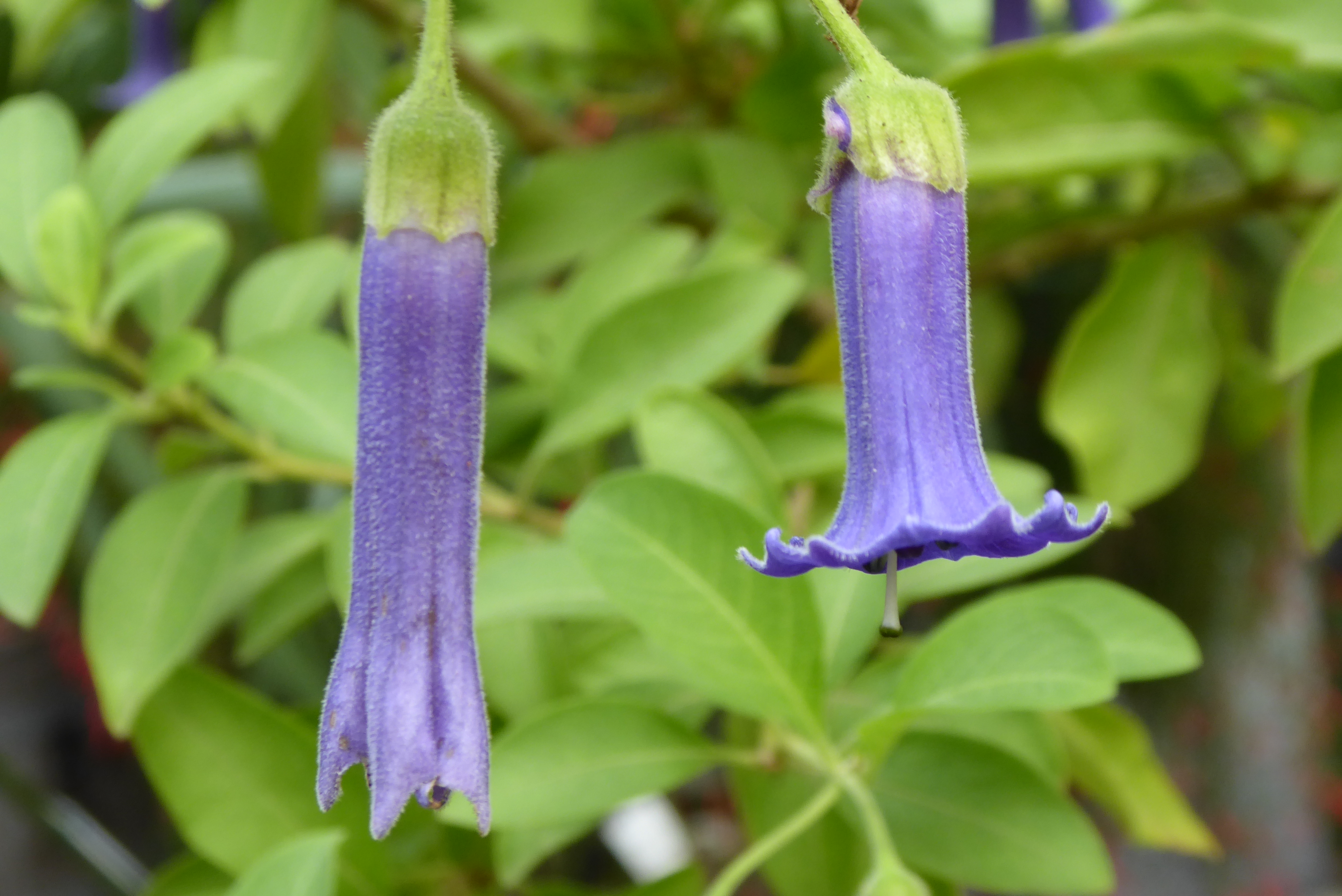 Acnistus australis, Mini-Engelstrompete, botanischer Garten Dresden