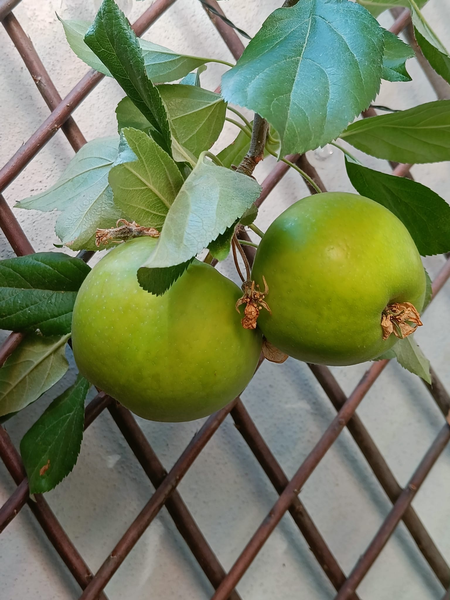 Apfel (Braeburn, unreif)