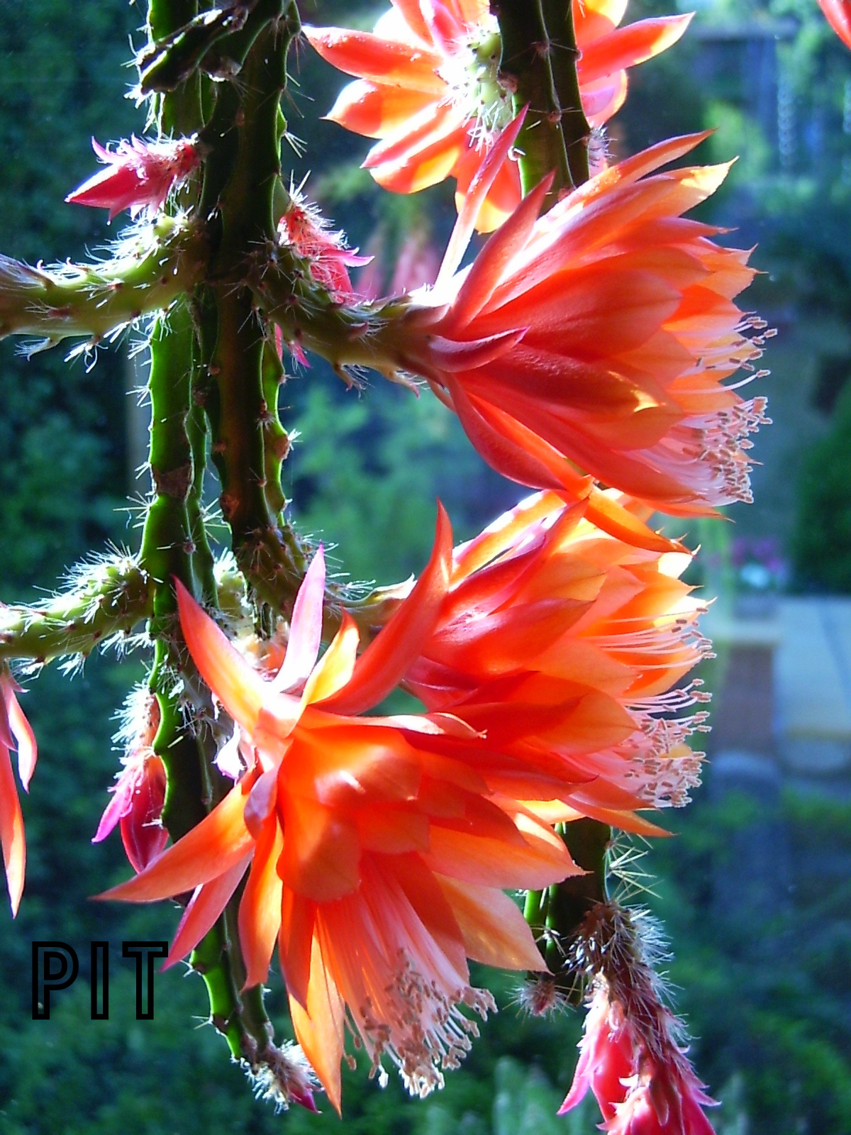 Aporokaktus mit Blüten