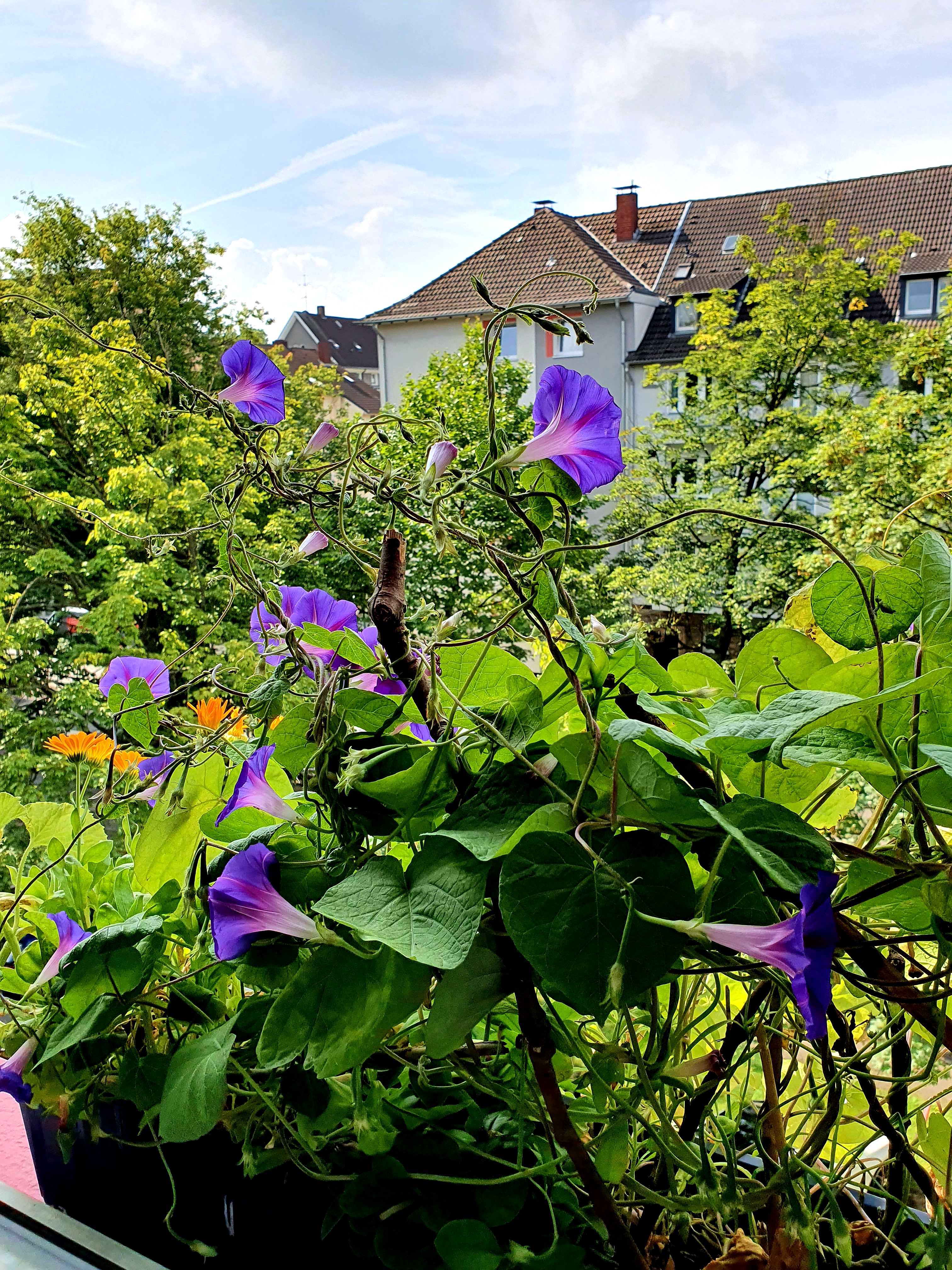 Blaue Winde