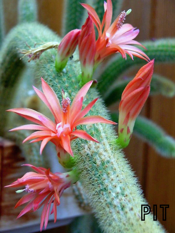 Blühende Hildewintera