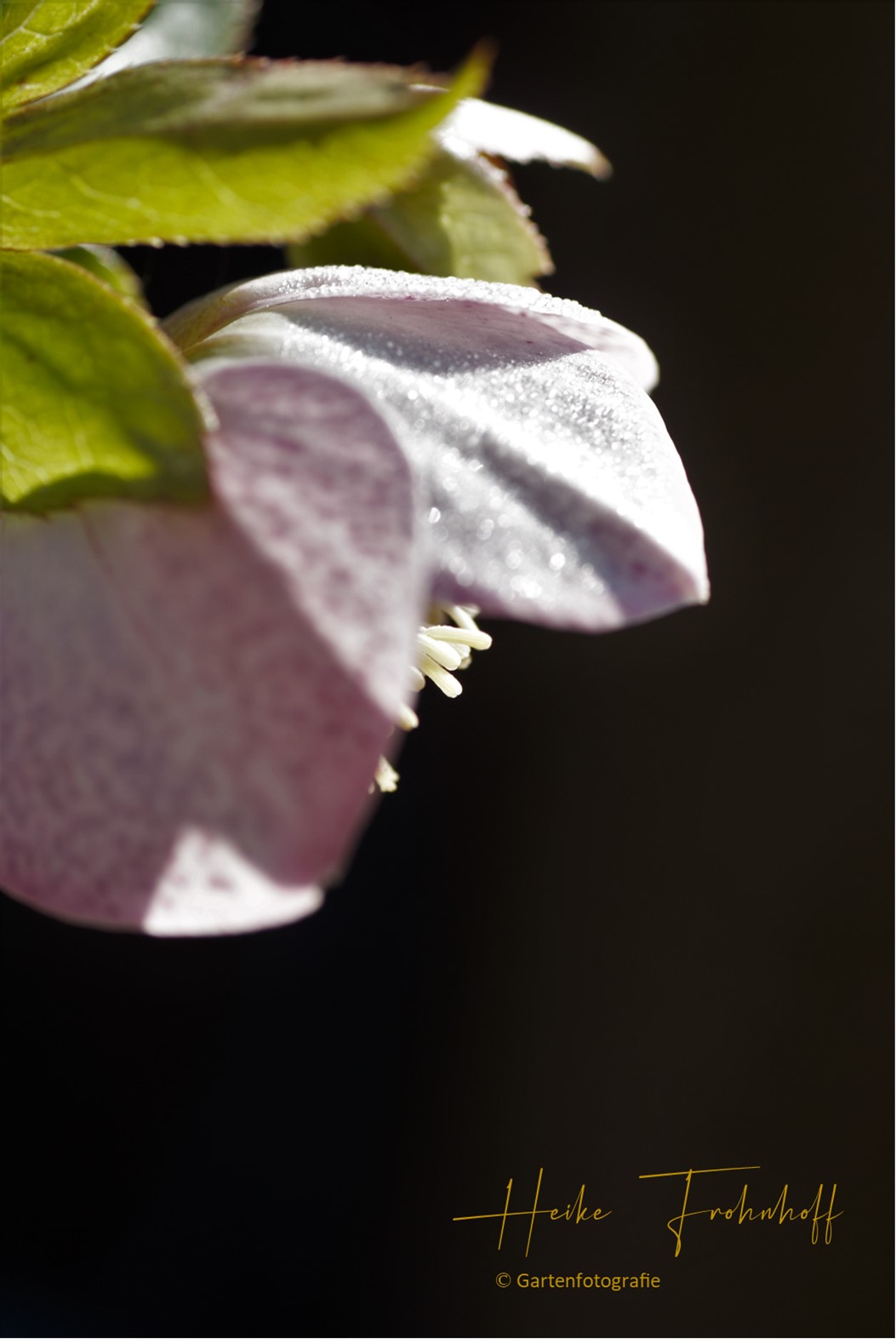 Blüte