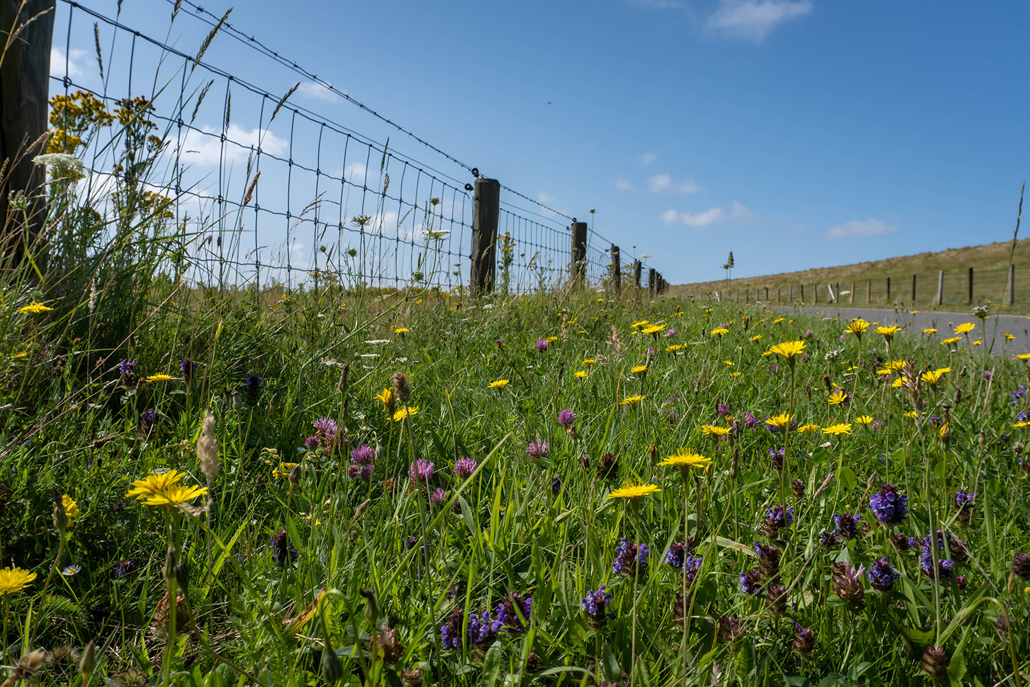 Blumenwiese am Wegesrand