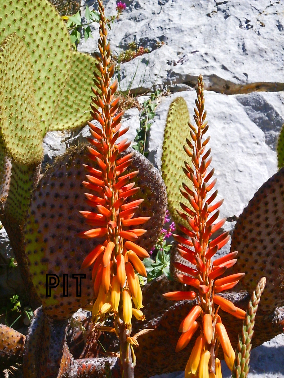 Botanischer Garten von Èze, Blütenstand von Aloe