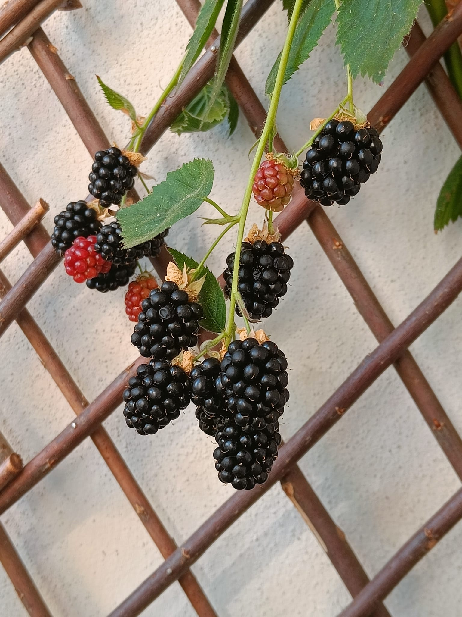 Brombeeren