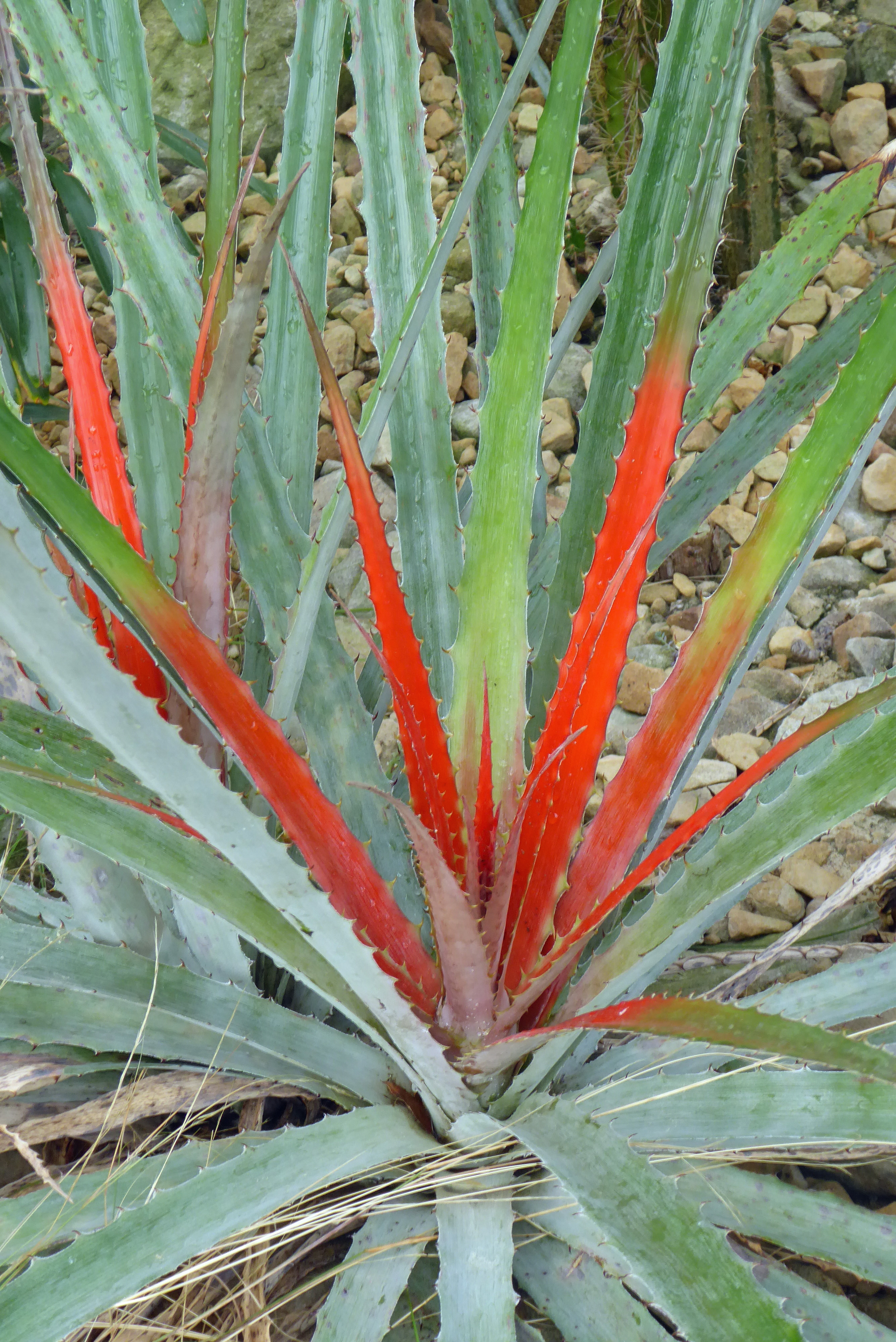 Bromelia pinguin, wilde Ananas, botanischer Garten Dresden