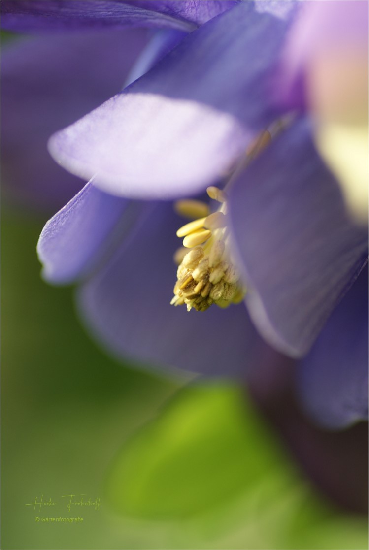 Clematis