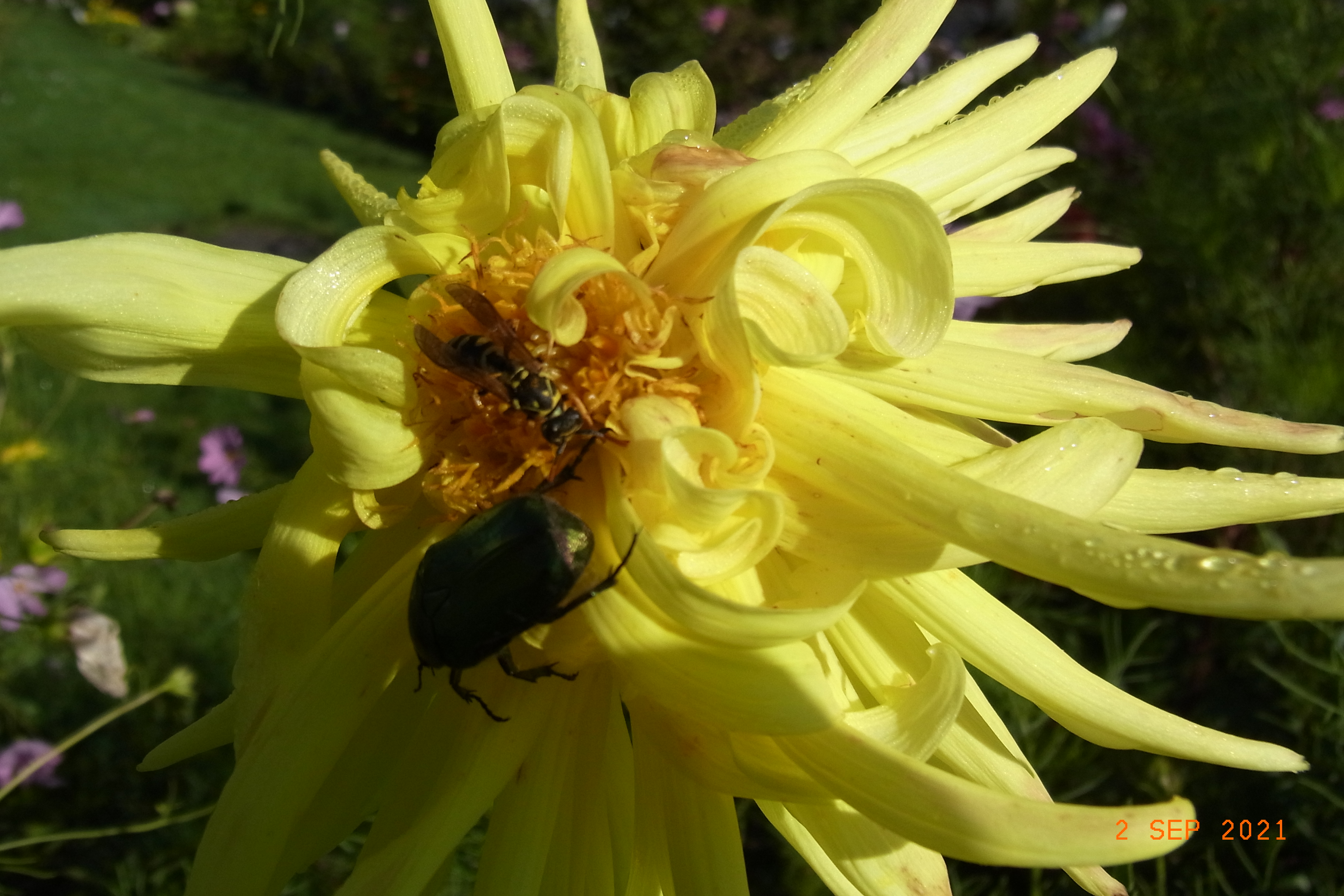 Dahlie mit grünen Rosenkäfer.JPG