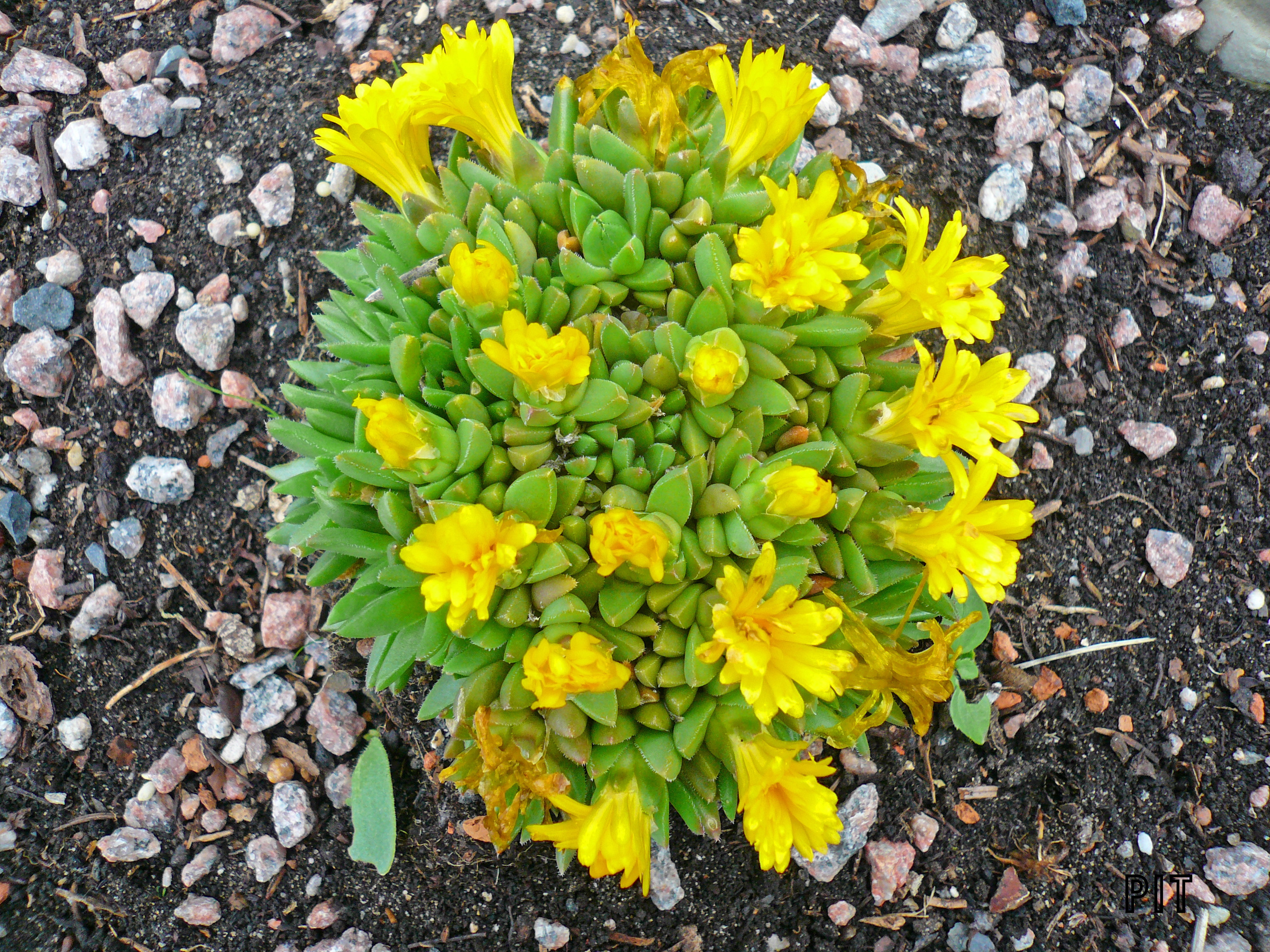 Delosperma congestum, Mittagsblume