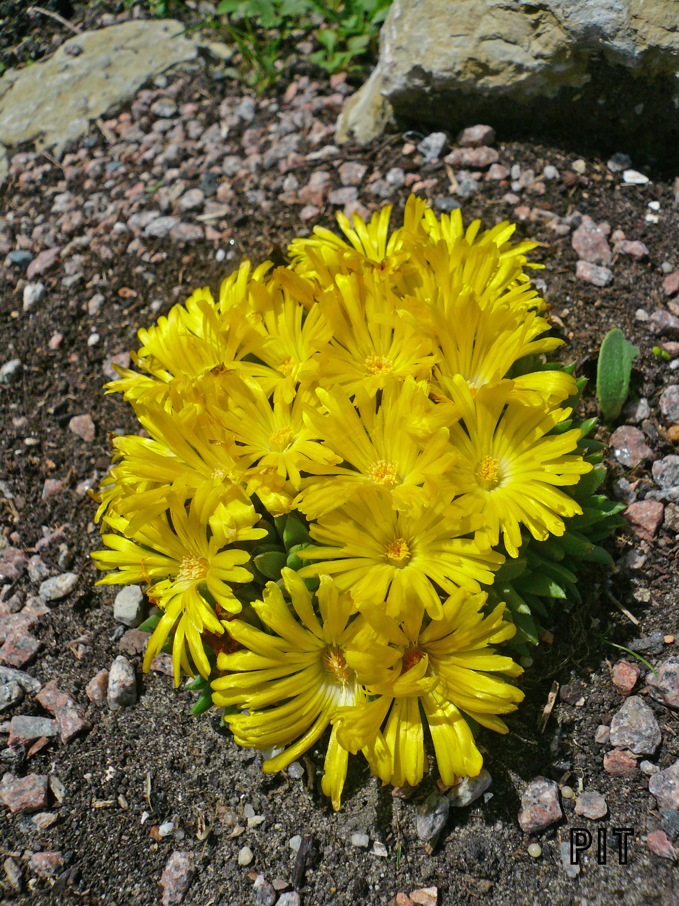 Delosperma congestum, Mittagsblume