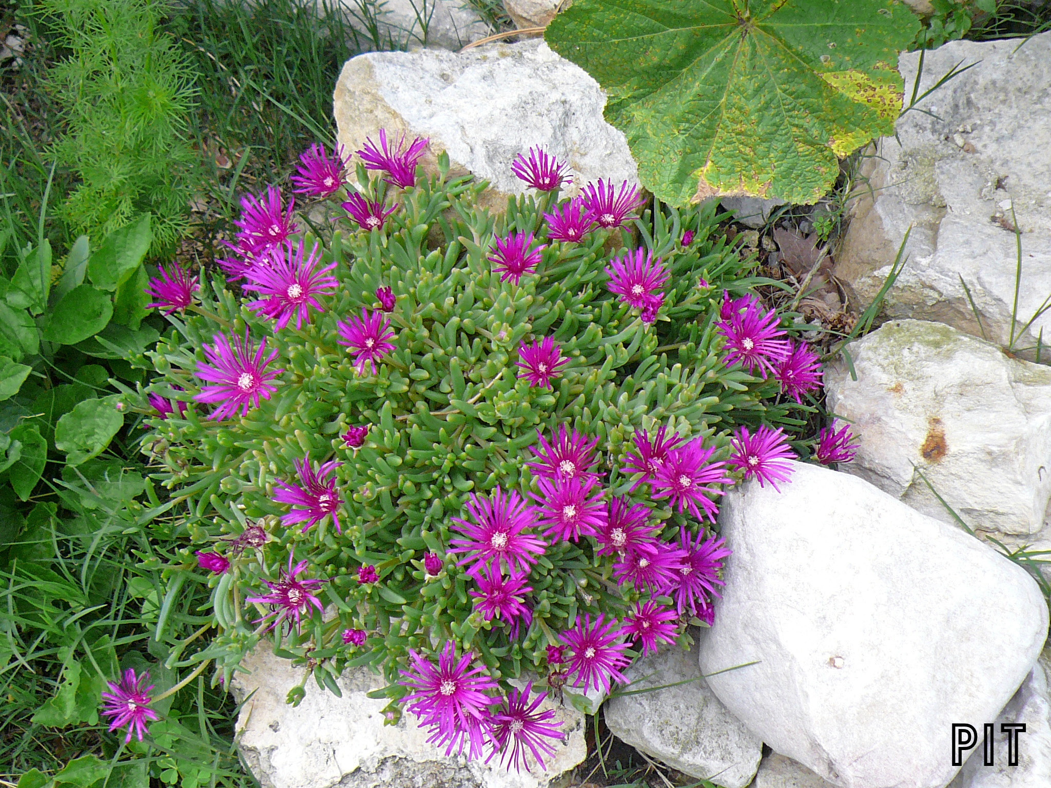 Delosperma sutherlandii ?, Mittagsblume