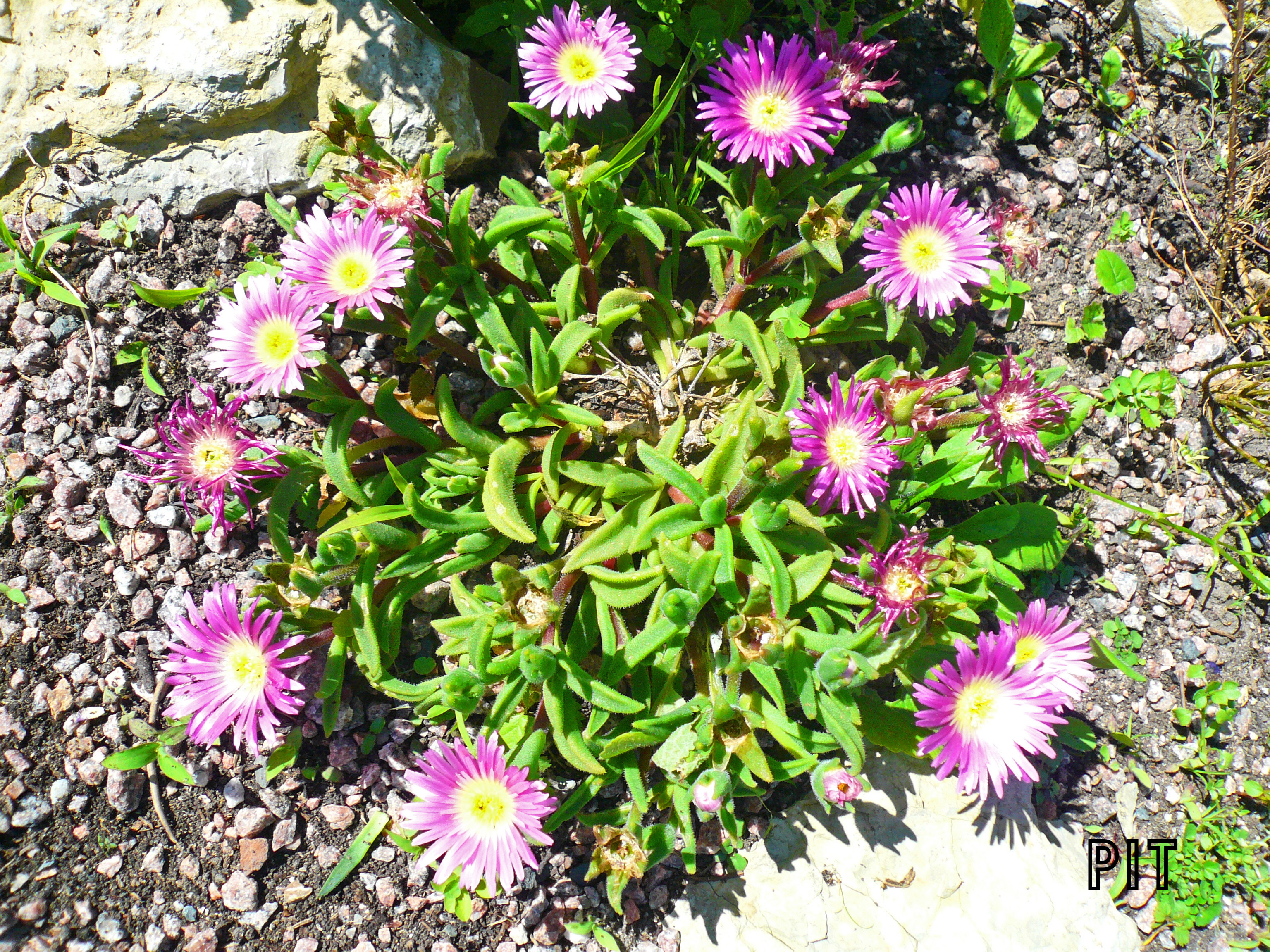 Delosperma sutherlandii, Mittagsblume