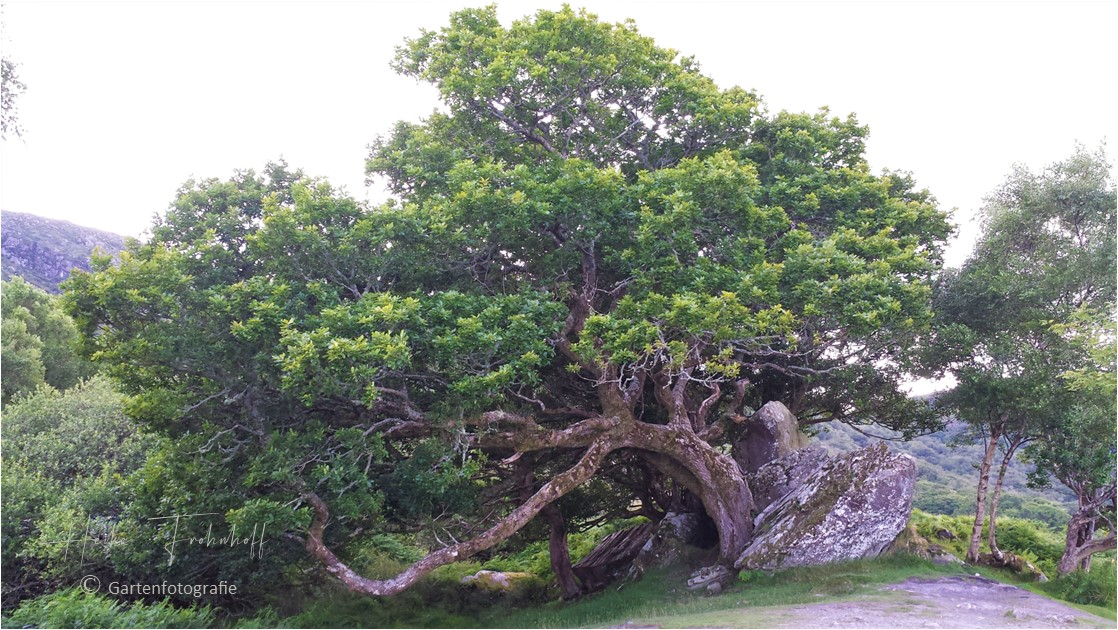 Der schönste Baum den ich in Irland gesehen habe