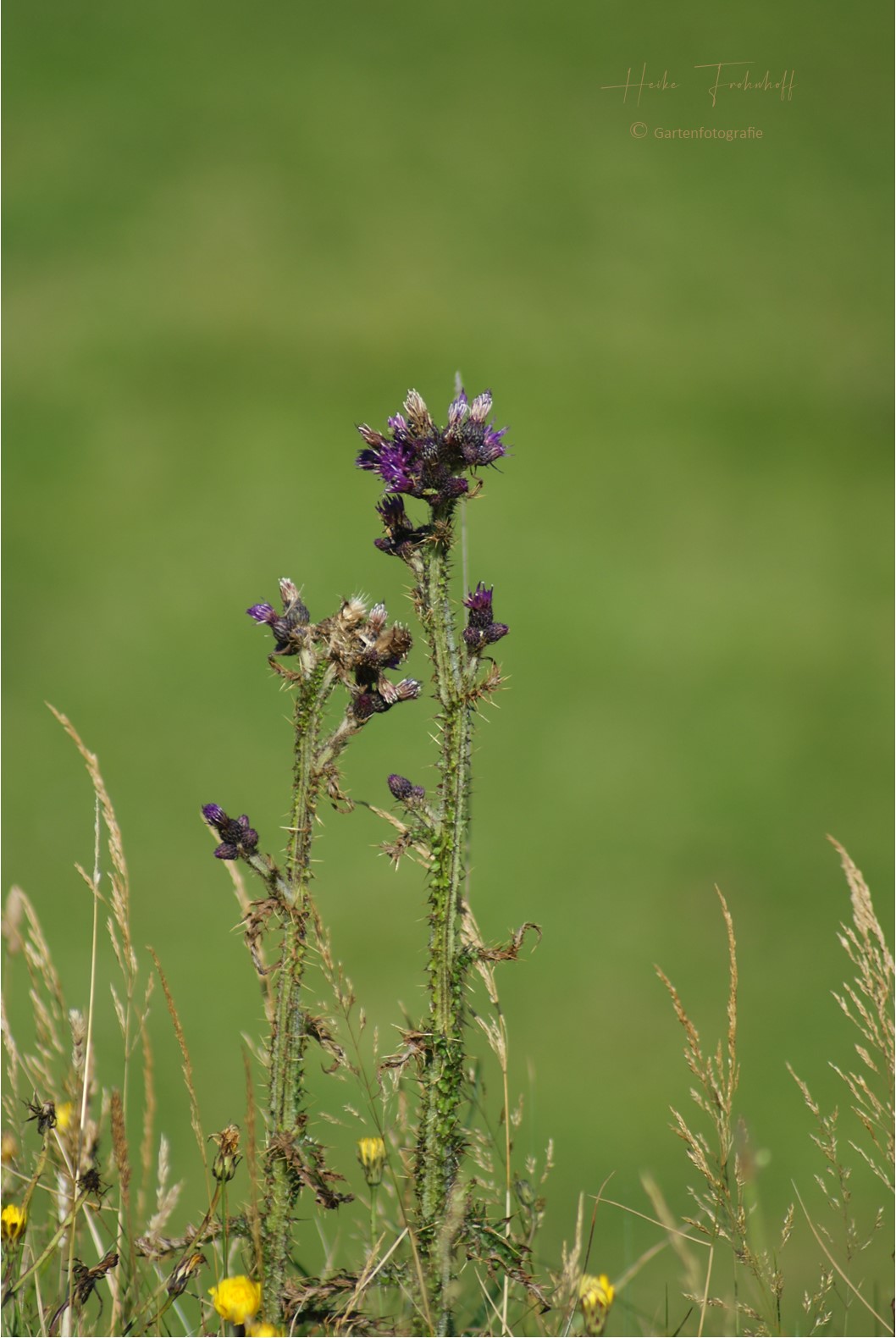 Distel