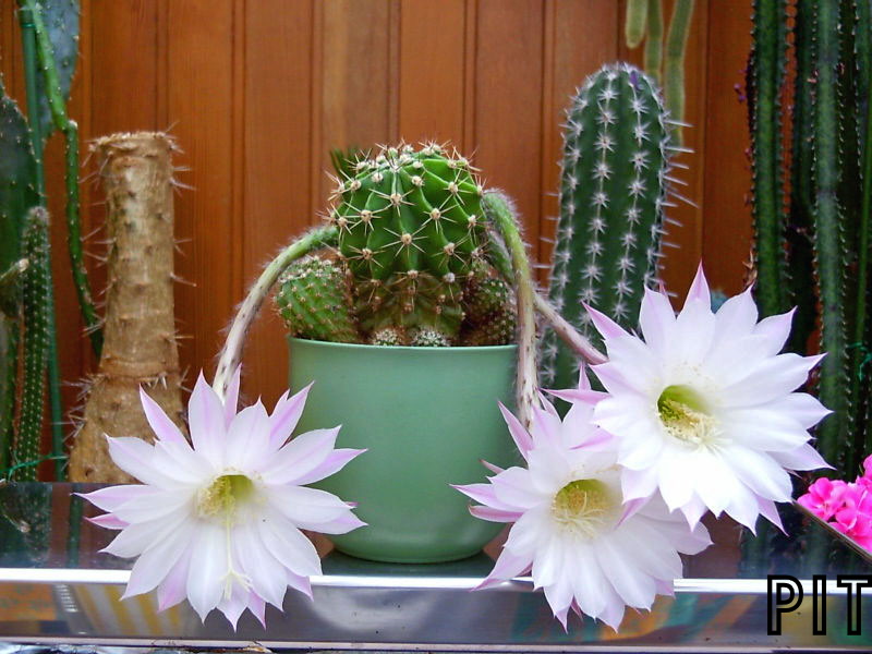 Echinopsishybride in Gesellschaft