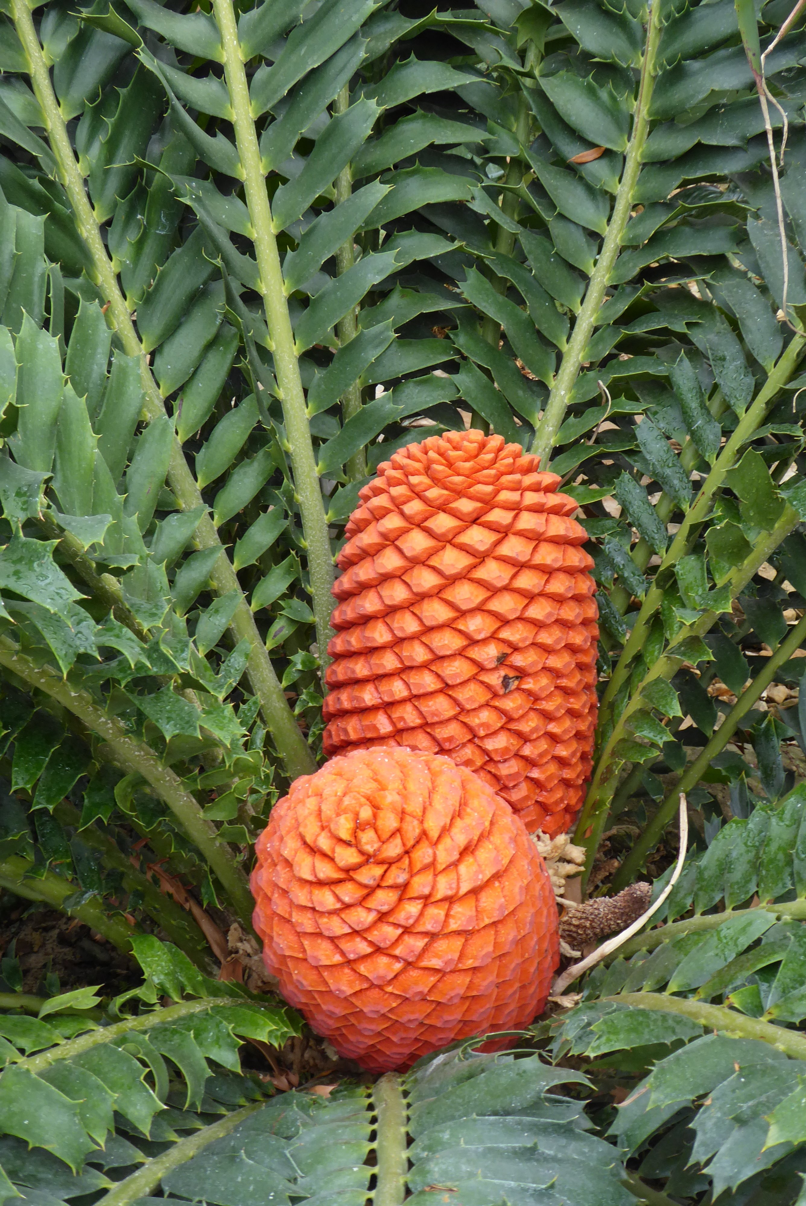 Encephalartos ferox, botanischer Garten Dresden