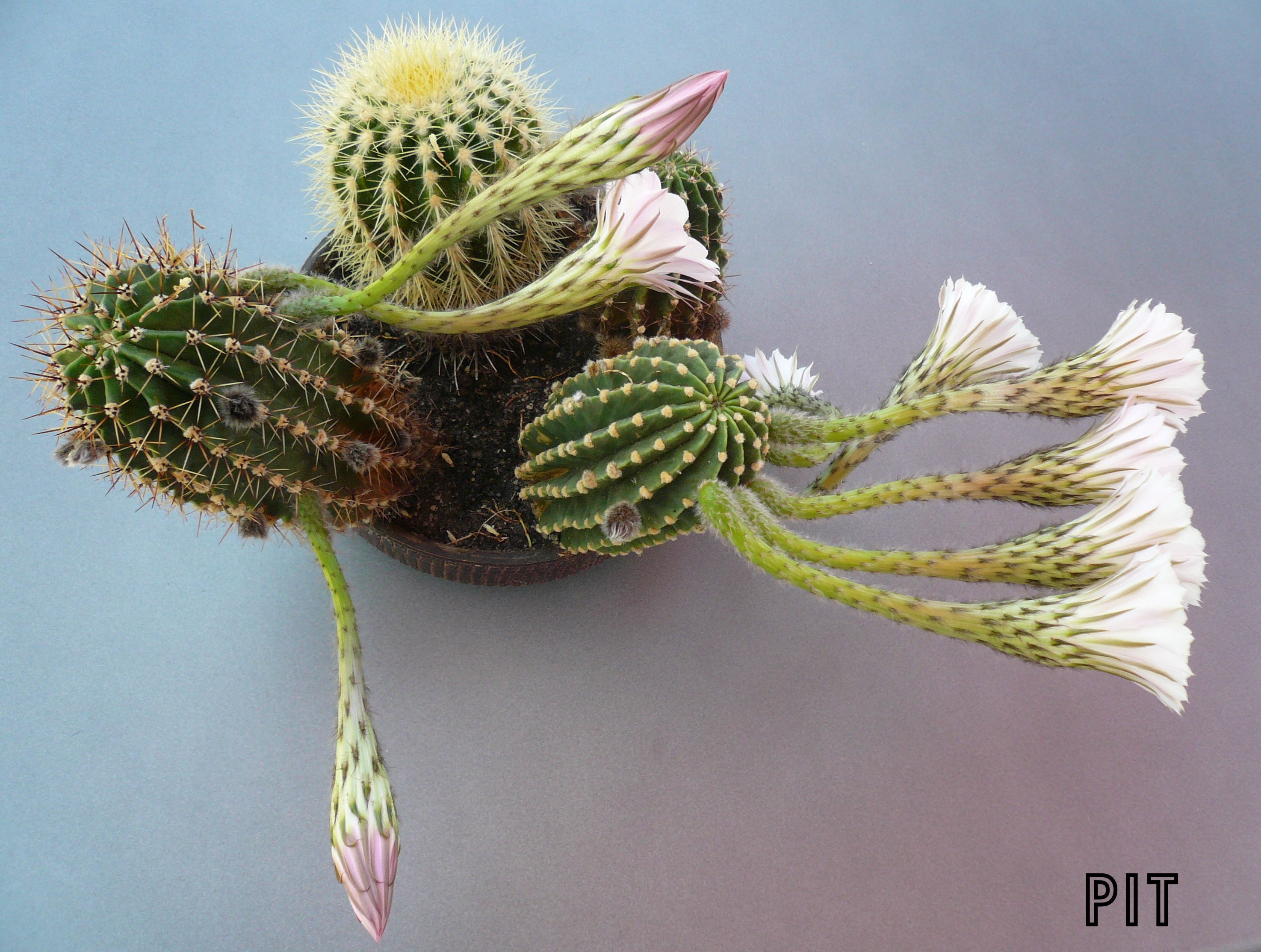 Ensemble blühender Echinopsis Hybriden