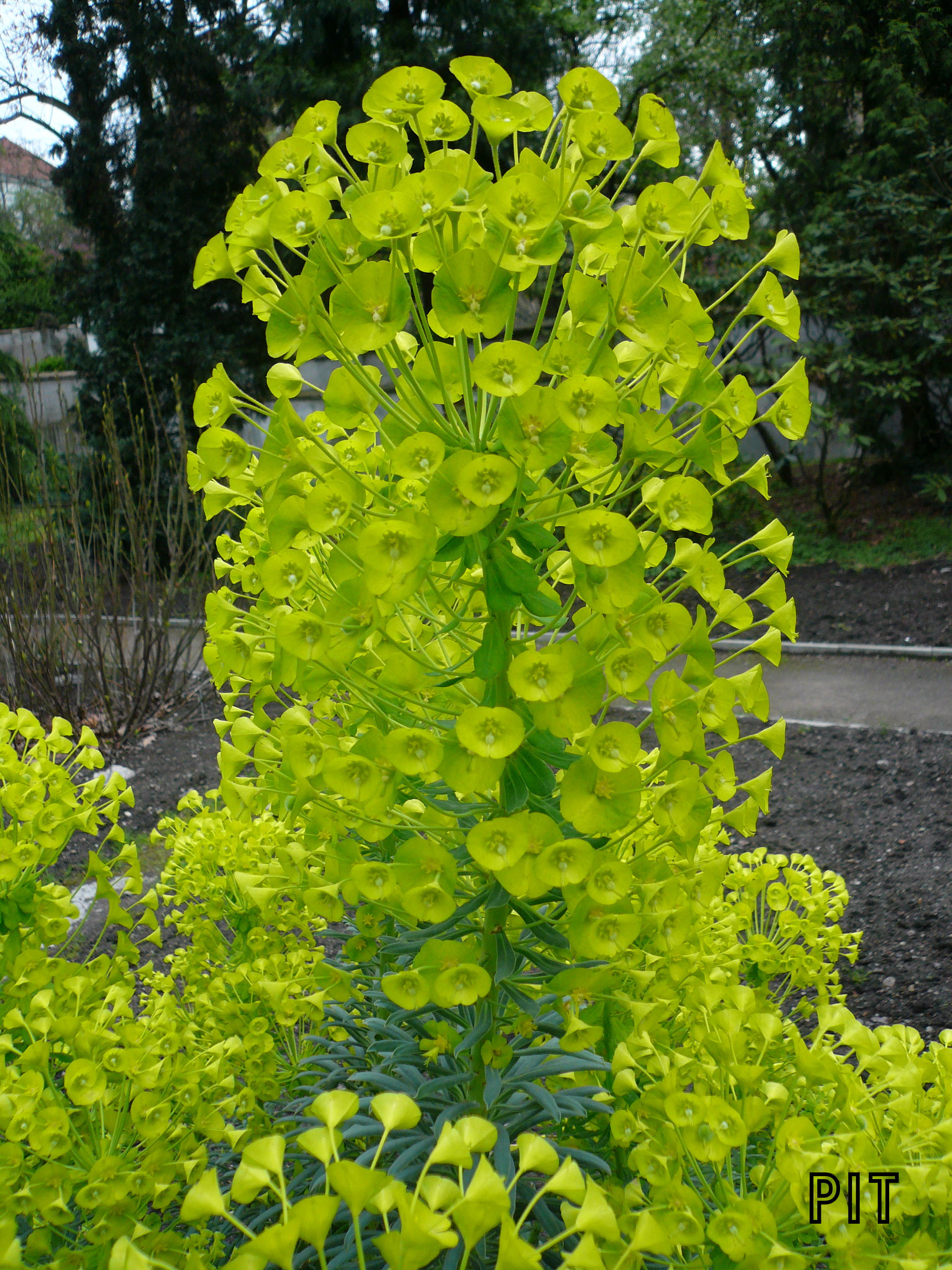 Euphorbia characias, Wolfsmilch, Blütenstand
