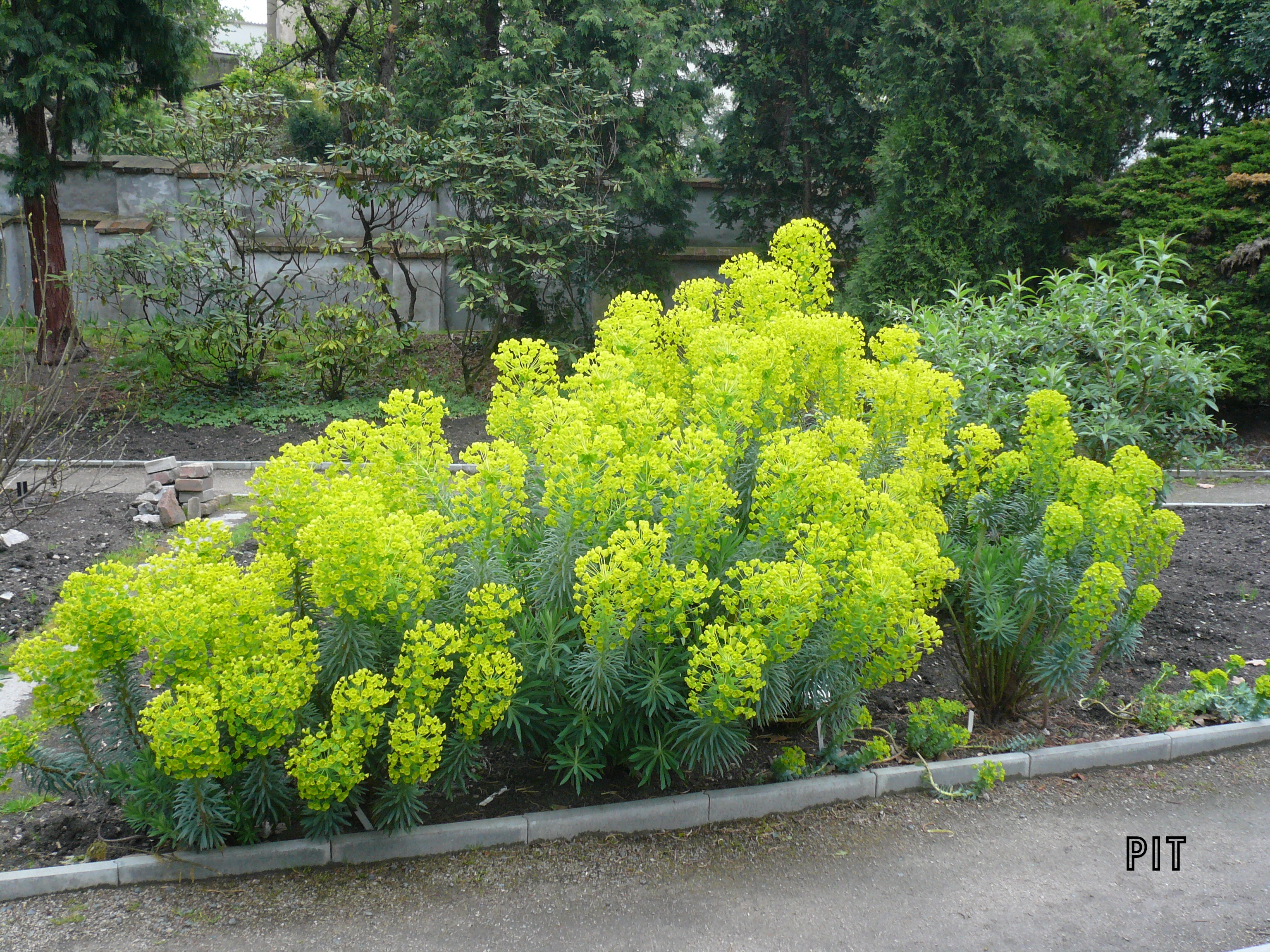 Euphorbia characias, Wolfsmilch, gesehen in Prag