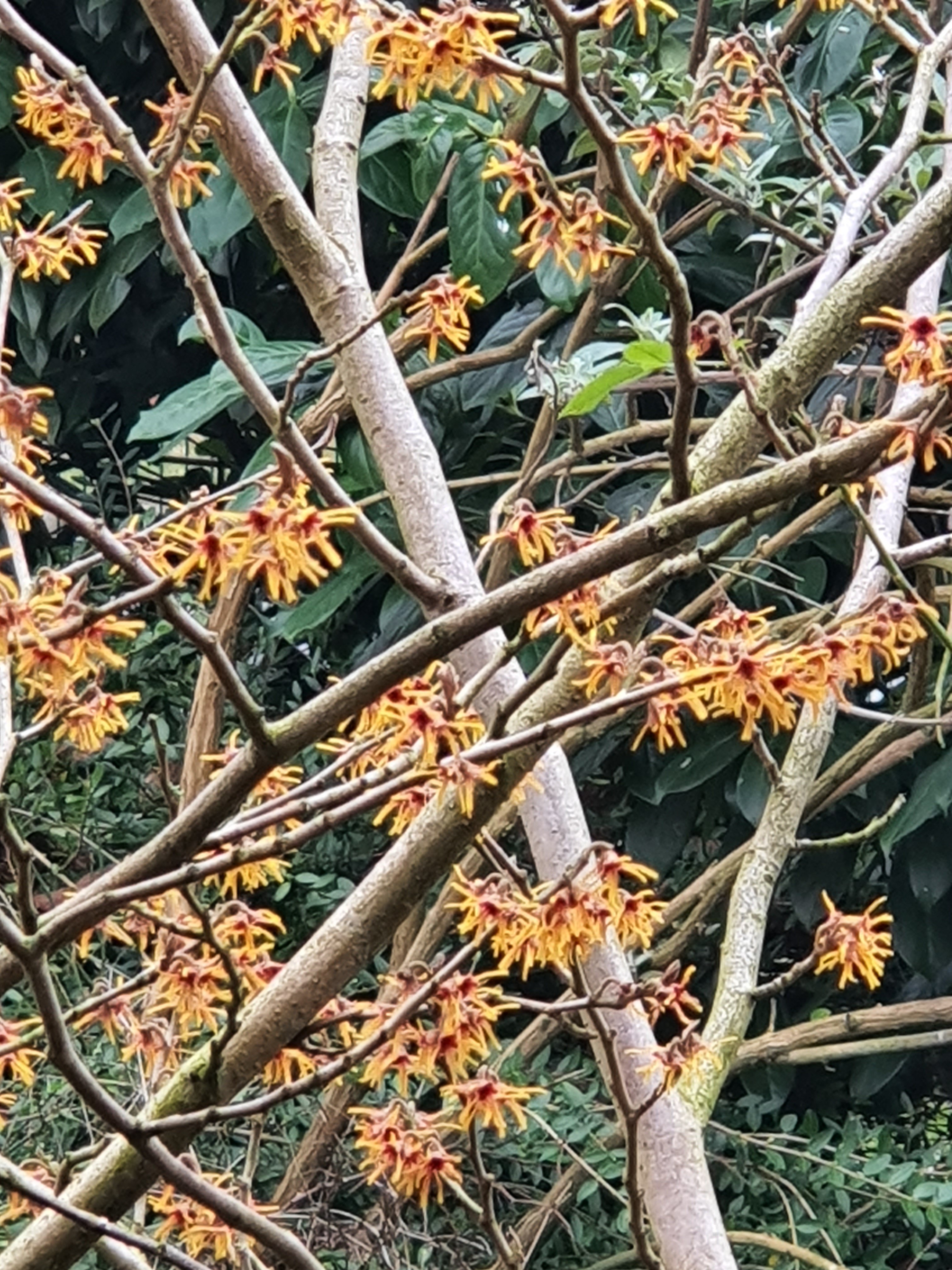 Frühlingsgefühle im Januar