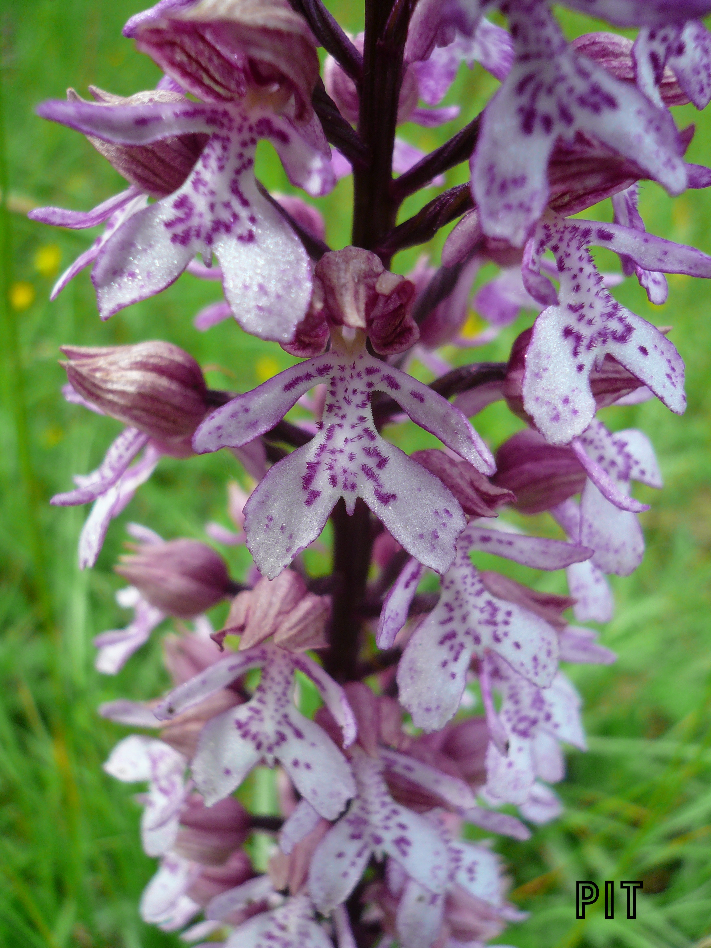 geflecktes Knabenkraut, Detail