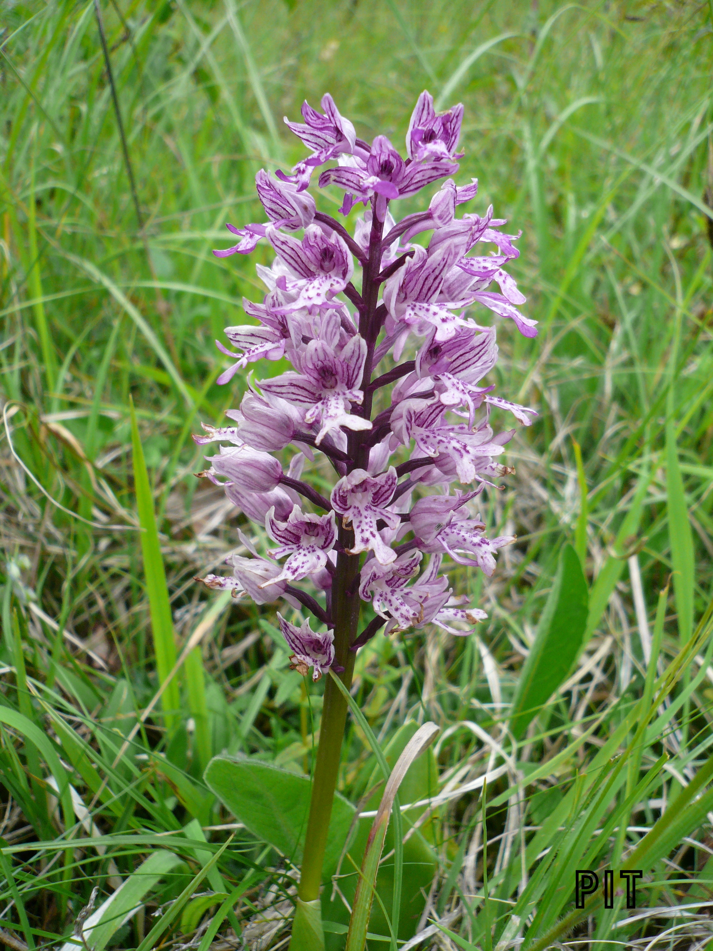 Geflecktes Knabenkraut