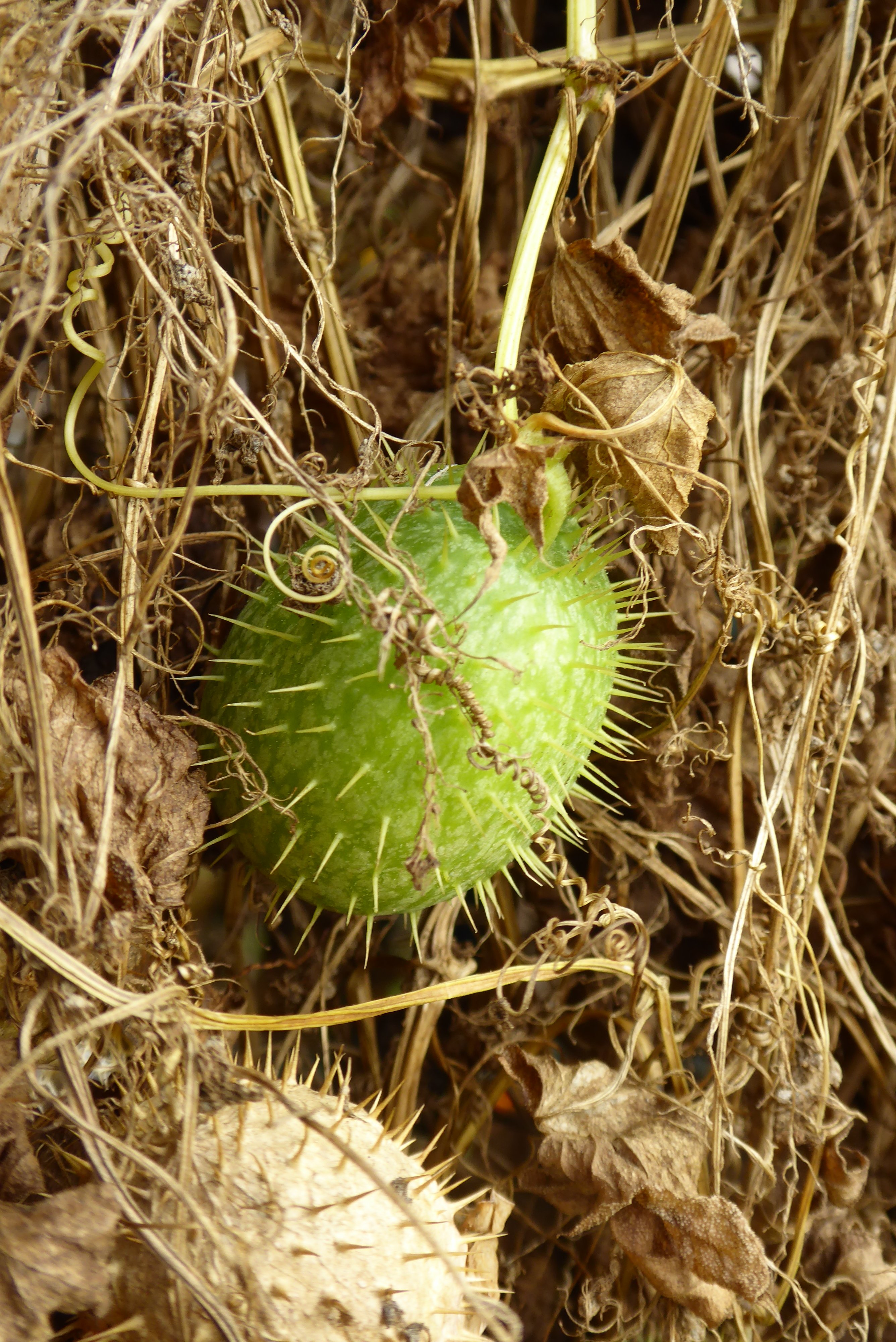 Gelappte Stachelgurke, botanischer Garten Dresden