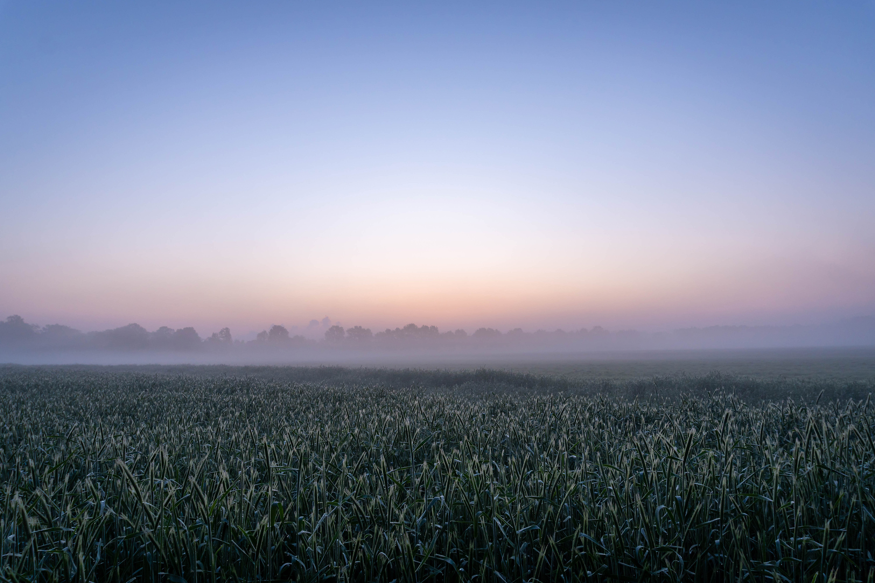 Getreidefeld bei Sonnenaufgang im Mai