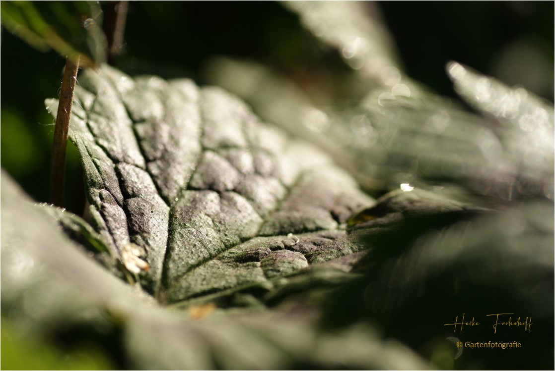 Heuchera