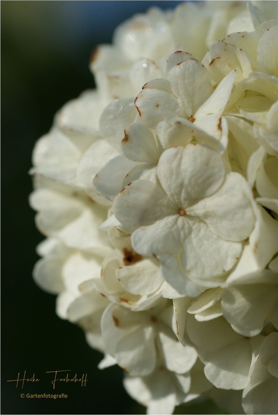 Hortensie