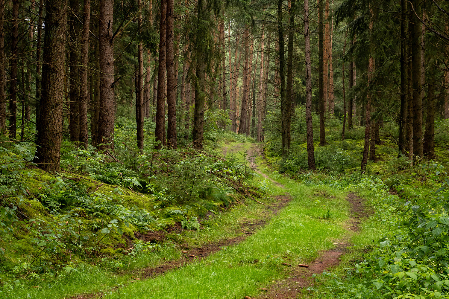 Idyllischer Wald in Varloh