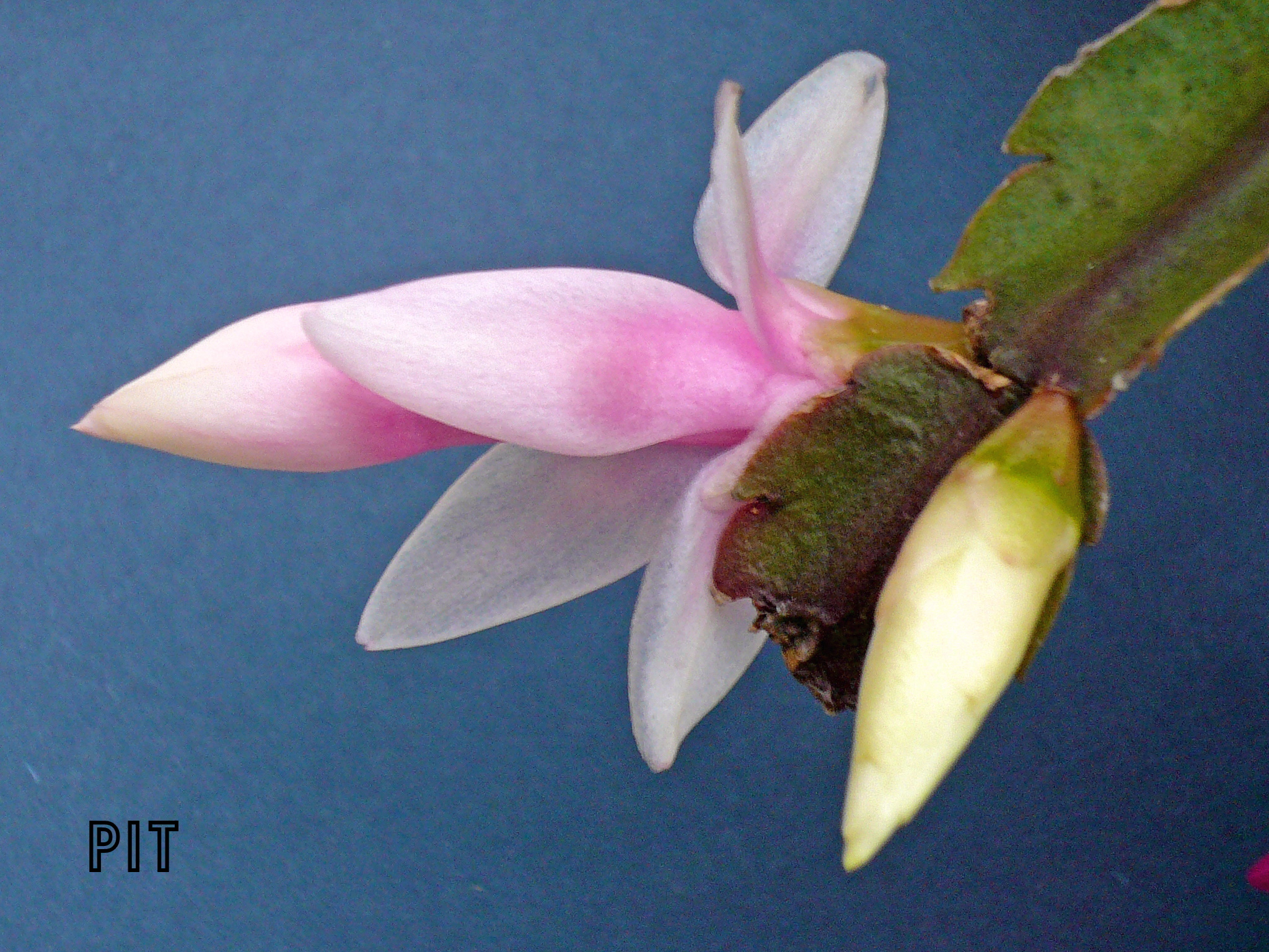 Knospe Weihnachtskaktusknospe rosa