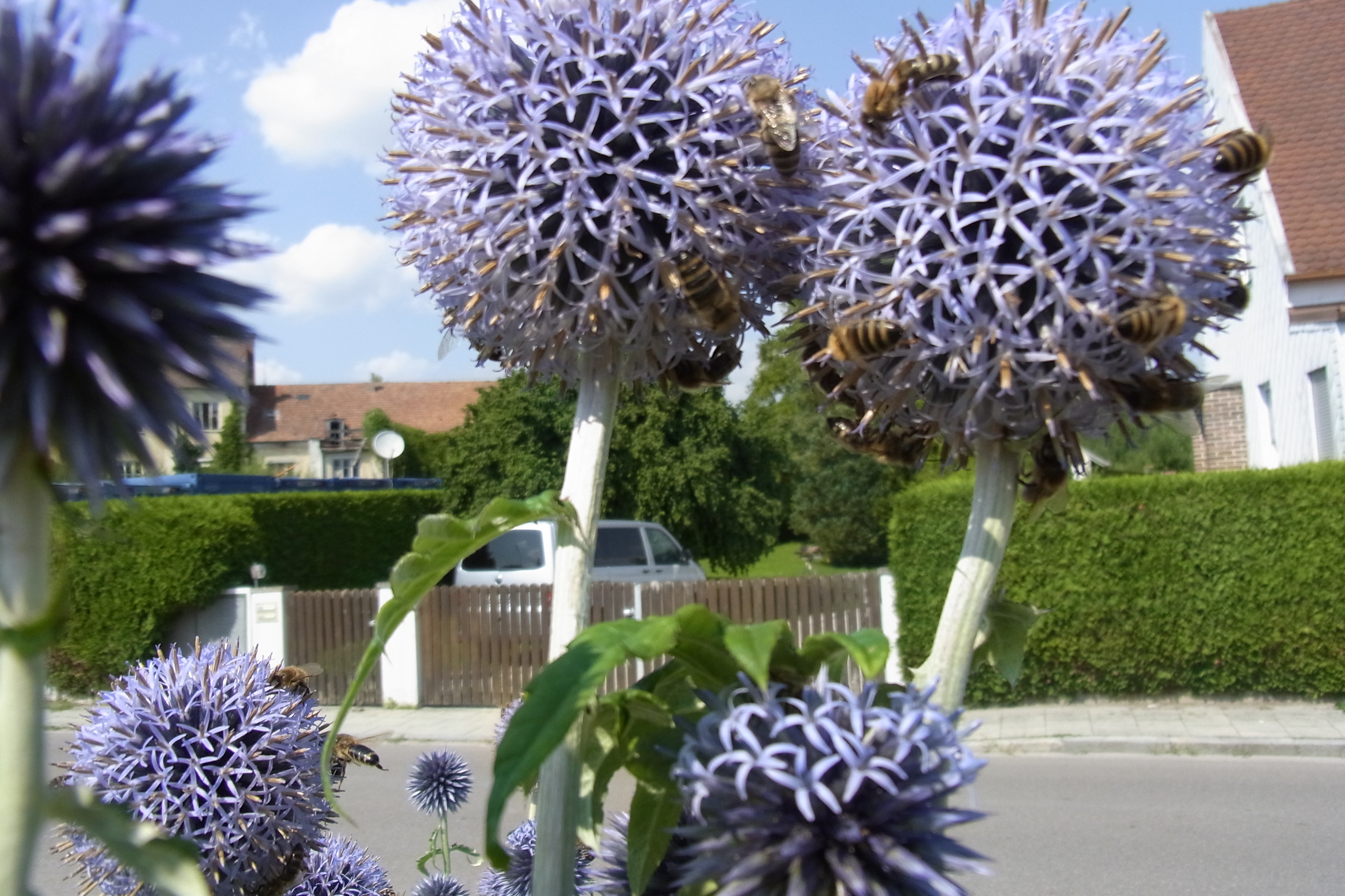 Kugeldiestel mit Bienen.JPG