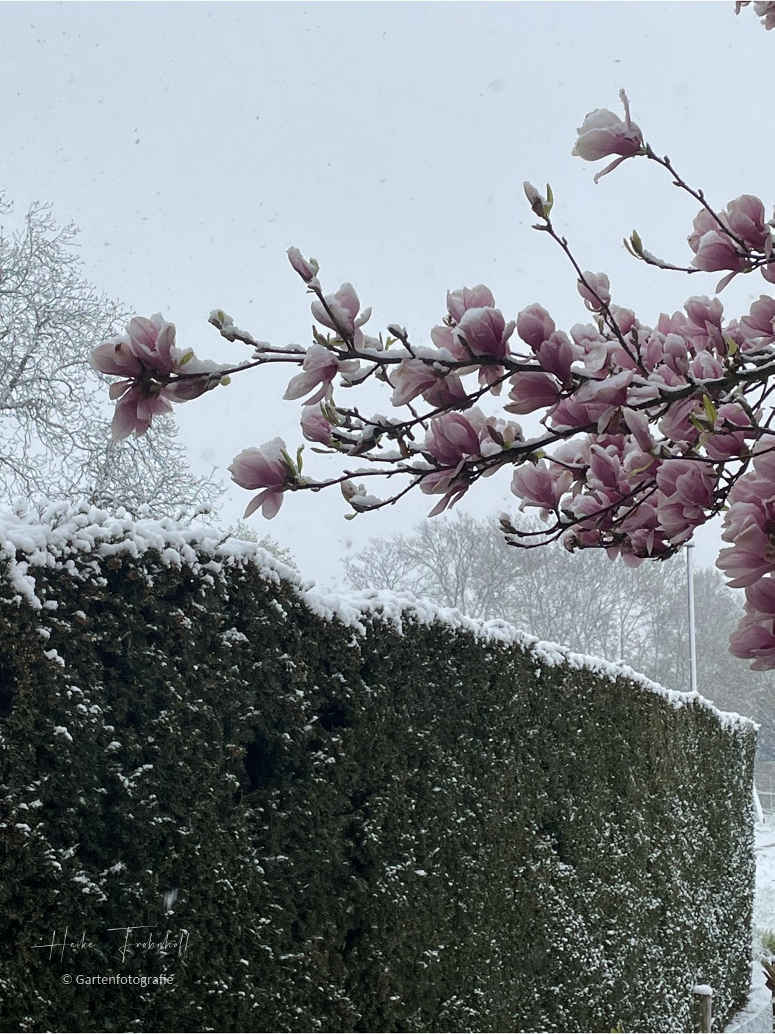 Magnolie